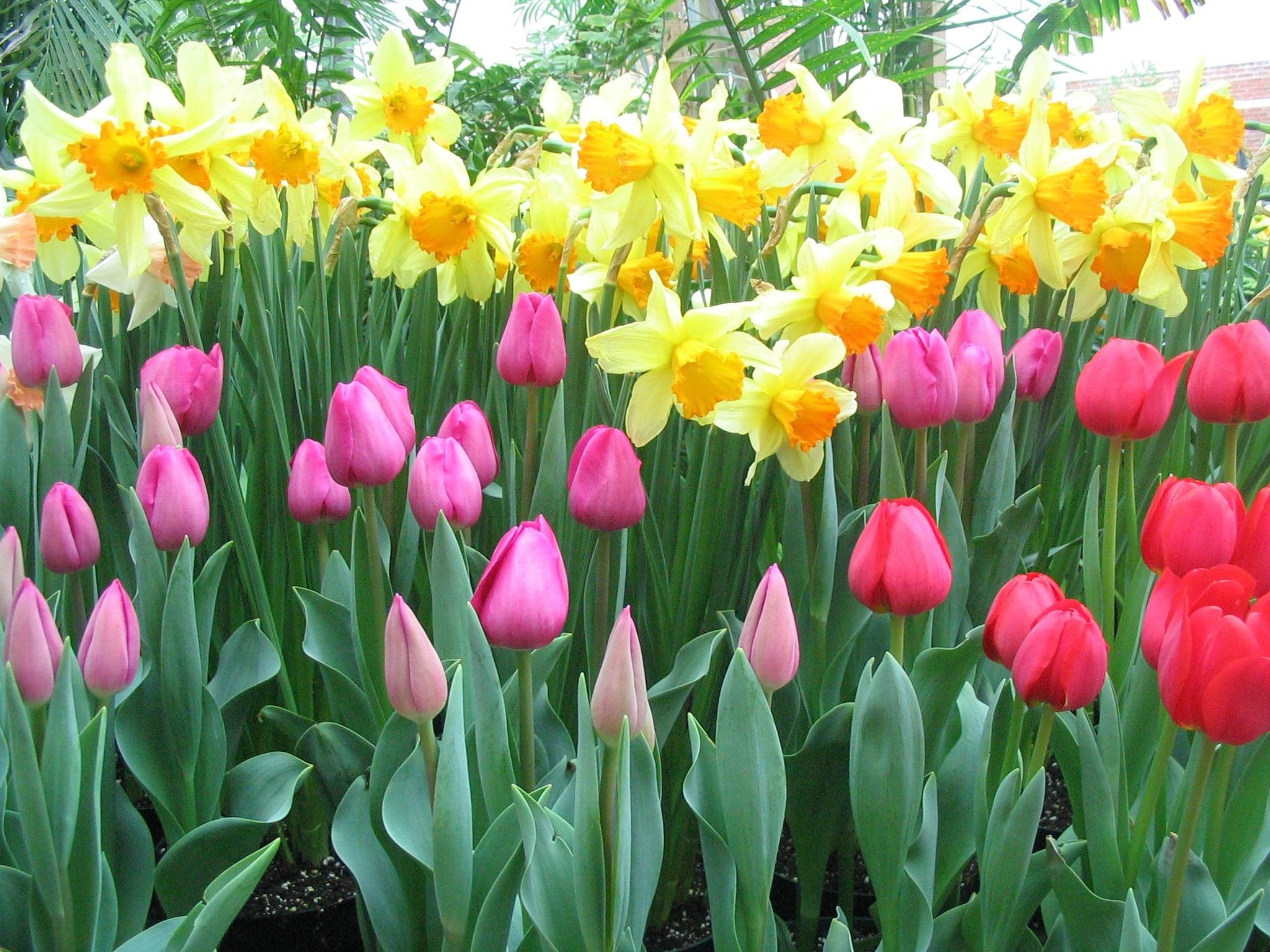 Определите несколько растений весенних цветников. Луковичные растения тюльпаны. Луковичные цветы нарциссы. Крокусы тюльпаны нарциссы. Весеннецветущие луковичные.