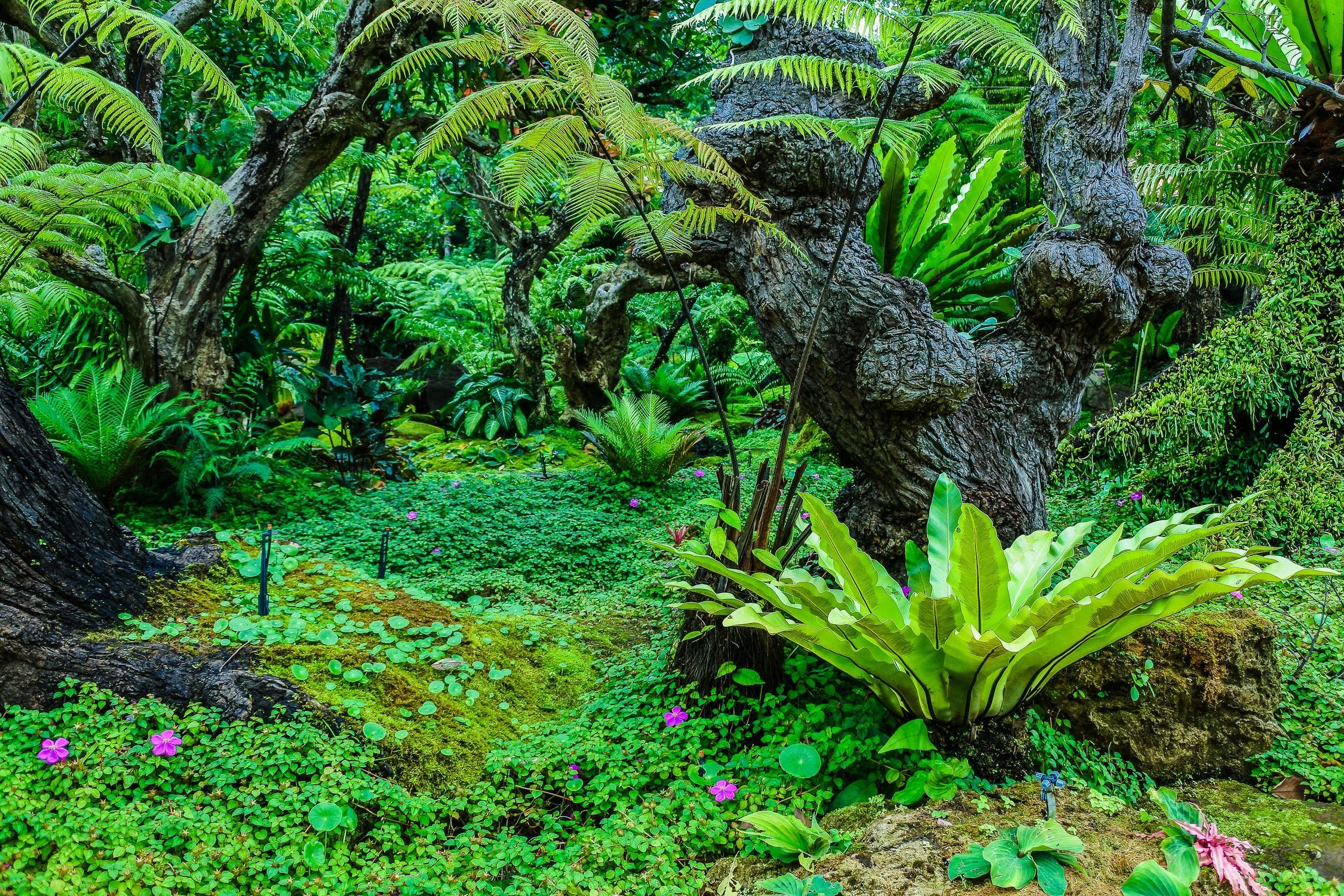 Растения характерные для субтропических лесов