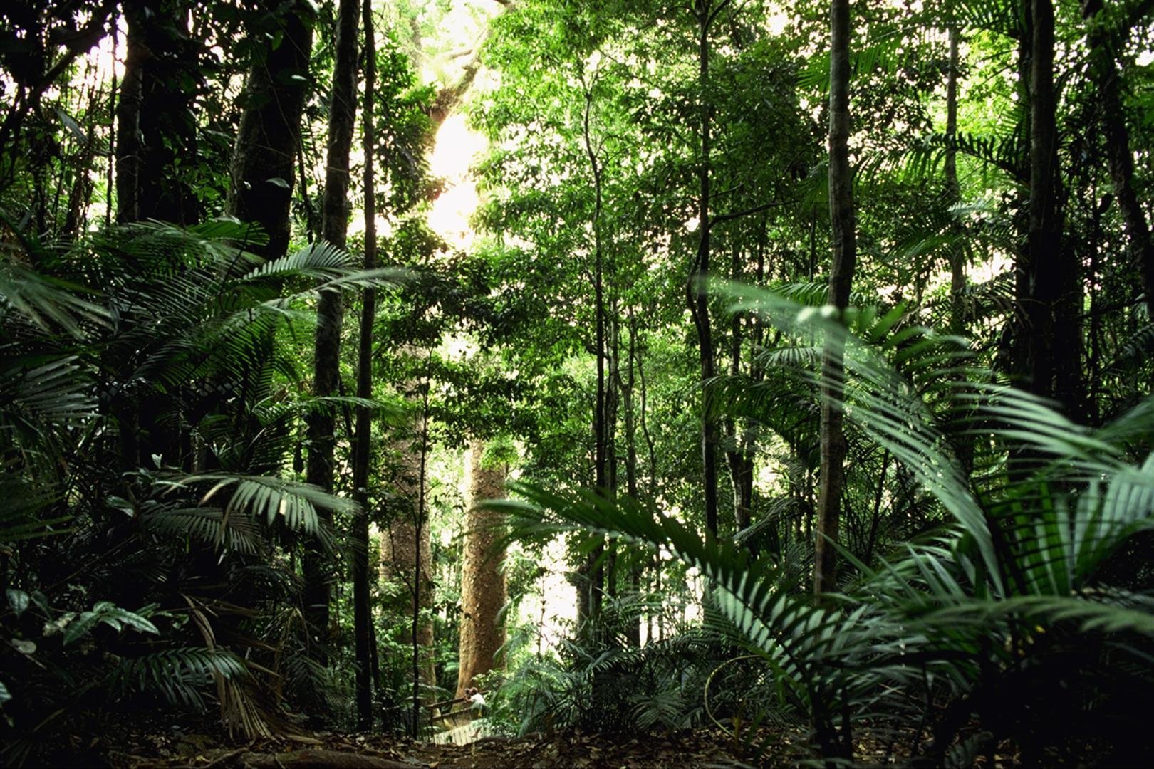 Зона влажных лесов австралии. Вечнозеленые тропические леса Северной Америки. Муссонные леса Северной Америки. Муссонные субтропические леса Евразии. Субтропические леса Северной Америки.