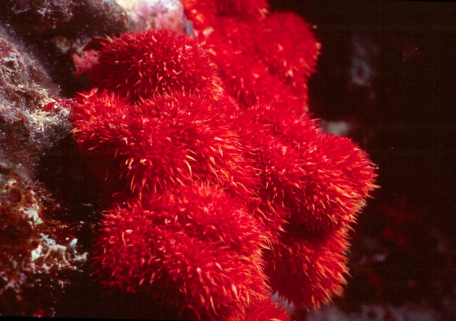 Красной водорослью является. Красные водоросли или багрянки. Каллитамнион водоросль. Красный коралл красный Корал. Красные морские водоросли.
