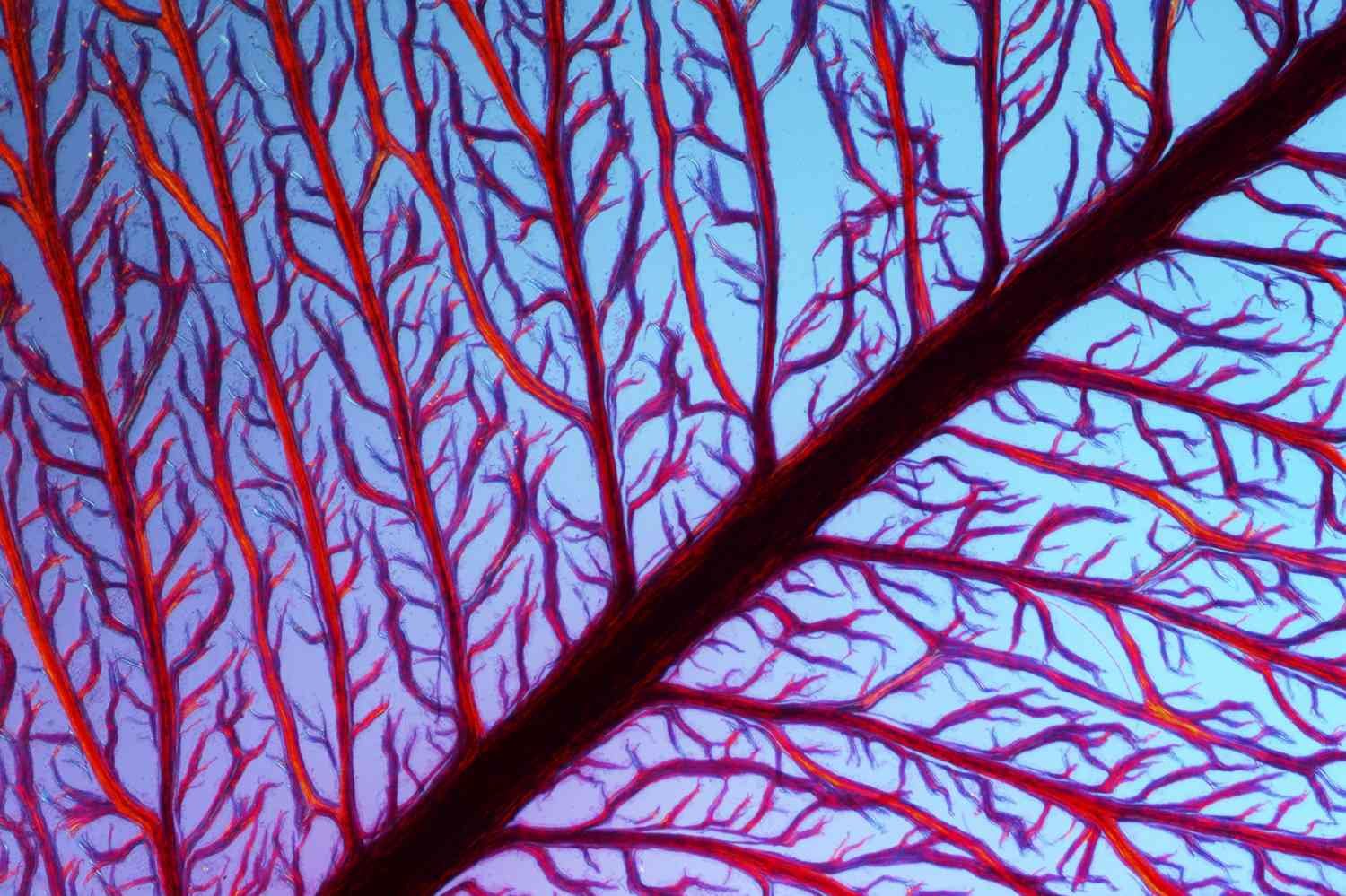 Красные водоросли (Rhodophyta). Багряные водоросли. Микрофотография красной водоросли. Анфецилин водоросли.