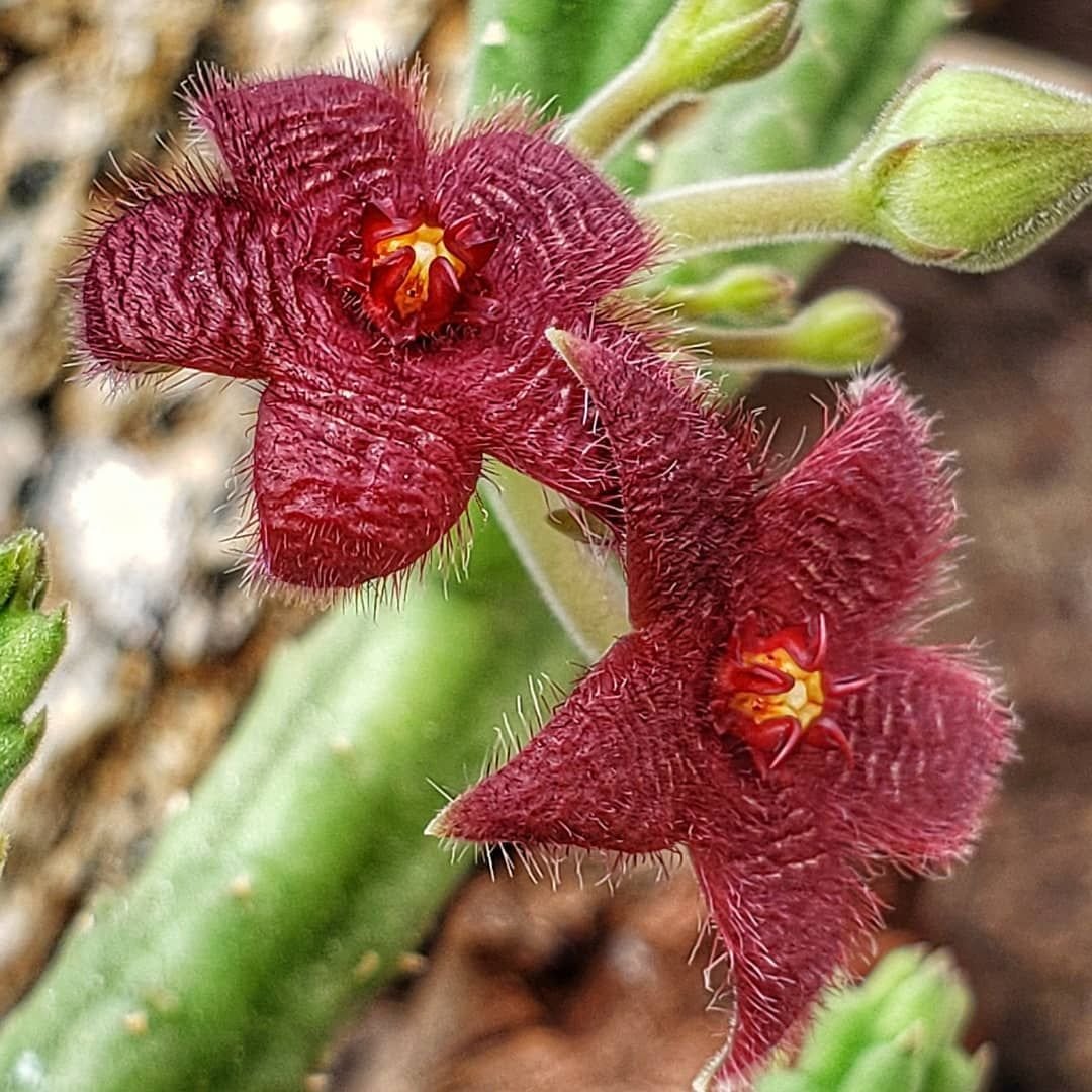 Стапелия. Стапелия (Stapelia). Стапелия тигровая. Стапелия Бургундская. Стапелия звездоцвет.