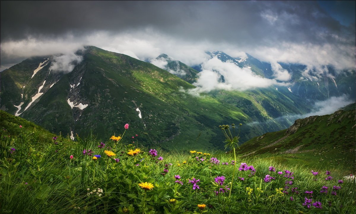 Альпийские Луга Северного Кавказа