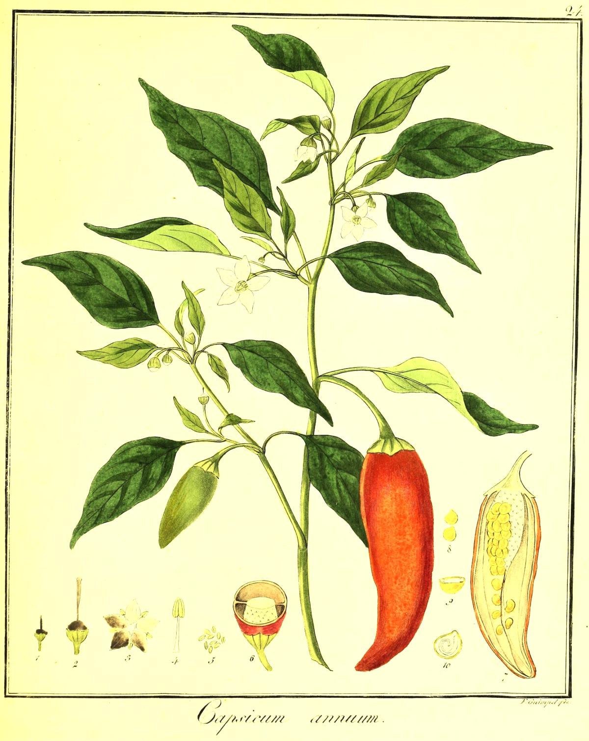 Плоды перцев. Болгарский капсикум перец. Capsicum annuum перец однолетний. Capsicum (капсикум аннуум) перец однолетний. Перец стручковый (однолетний) - Capsicum annuum l..