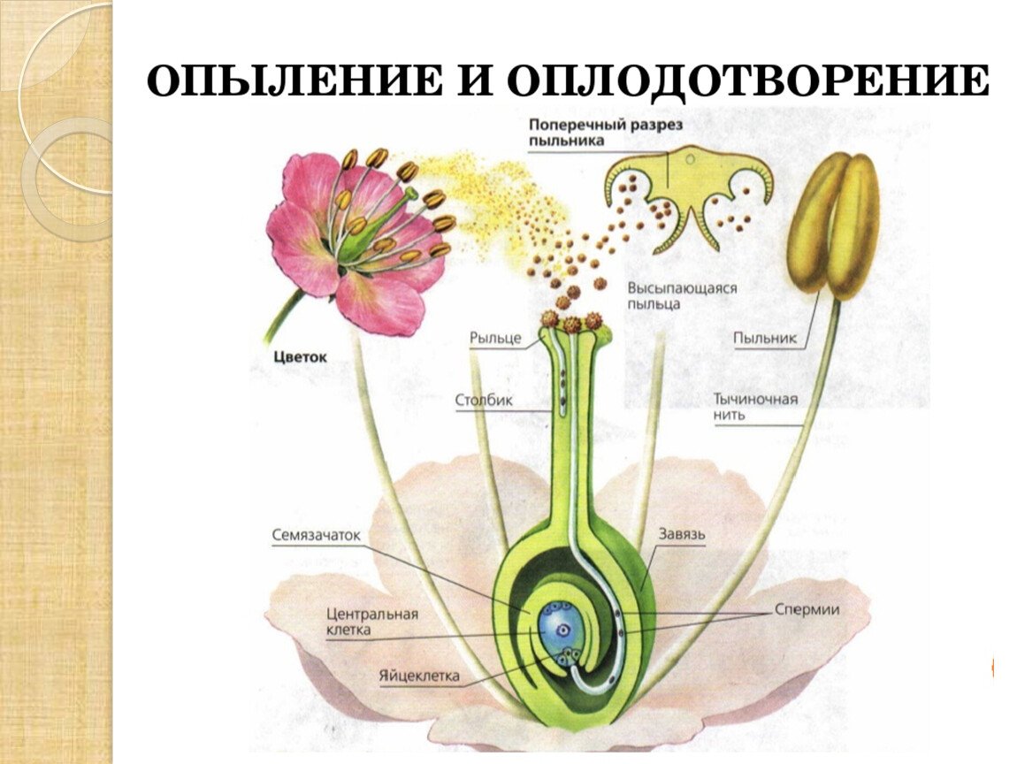 Двойное оплодотворение цветковых растений схема 6 класс