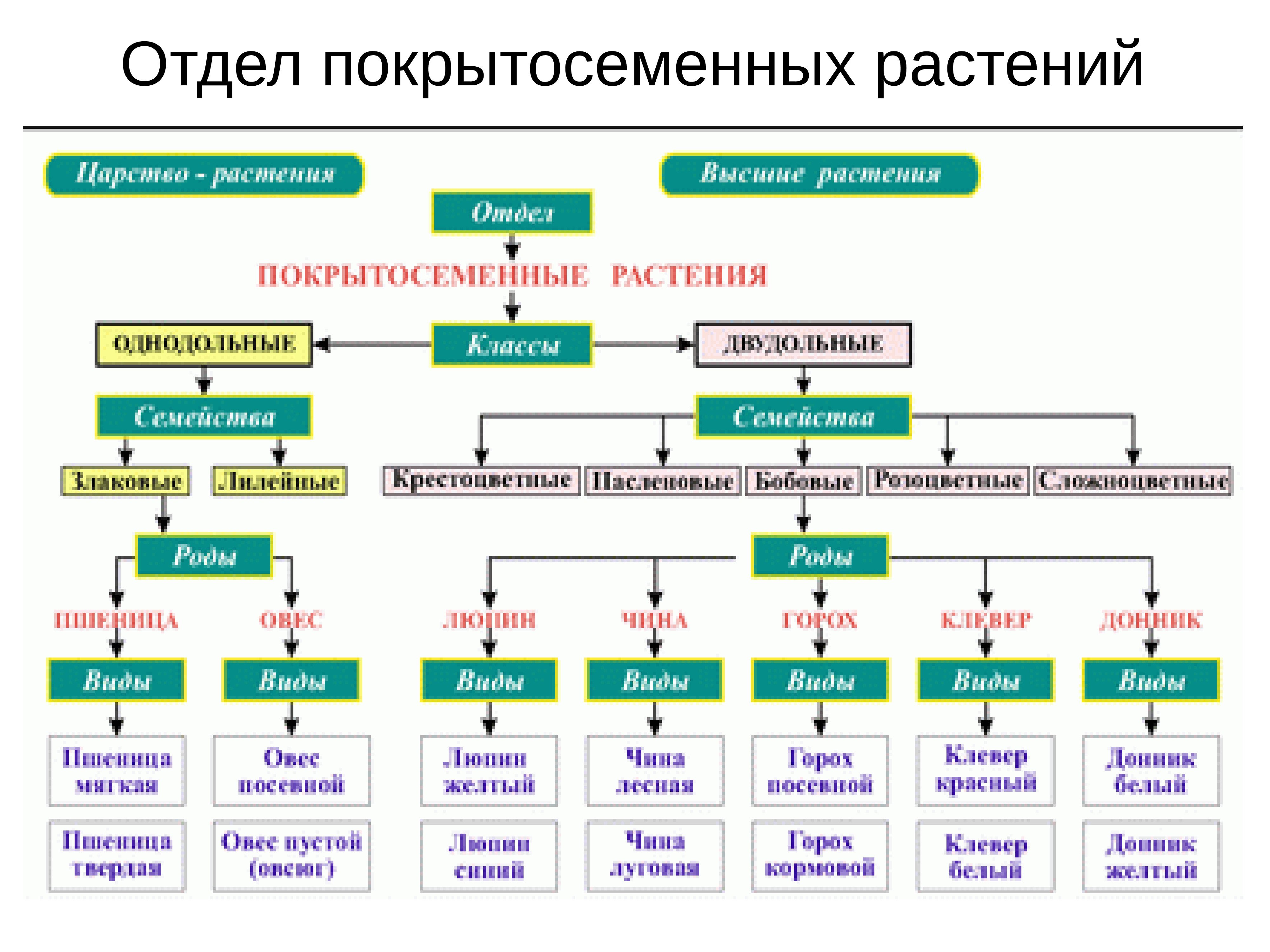 Семейства покрытосеменных растений