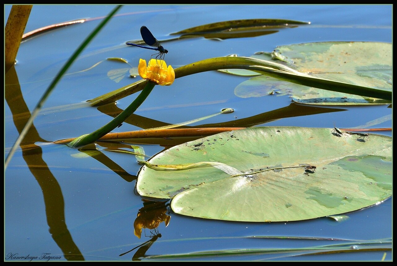 Над речной водой пролетали стрекозы с тоненькими. Стрекоза на кубышке. Озеро Селигер кувшинки. Кувшинка Речная. Лист кувшинки.