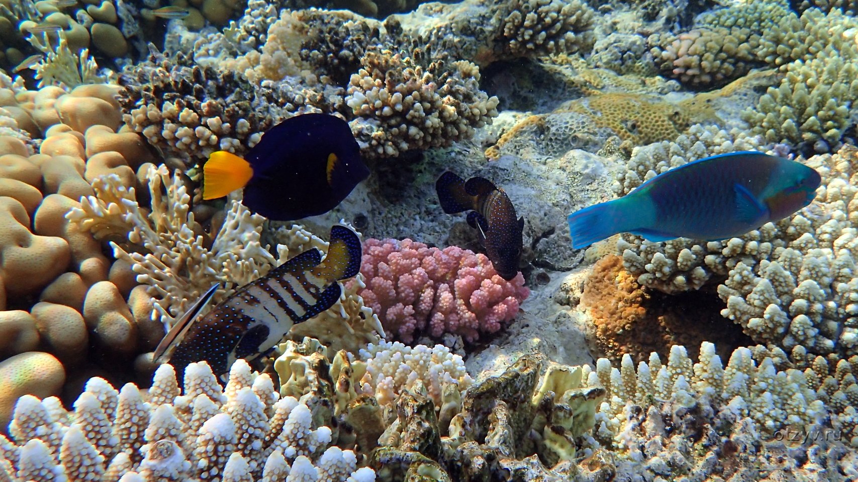 Рыбка коралловых рифов. Риф в Египте Шарм-Эль-Шейх. Коралловые рифы красного моря в Египте. Рыба кузовок красное море. Подводный мир Египта Шарм-Эль-Шейх.