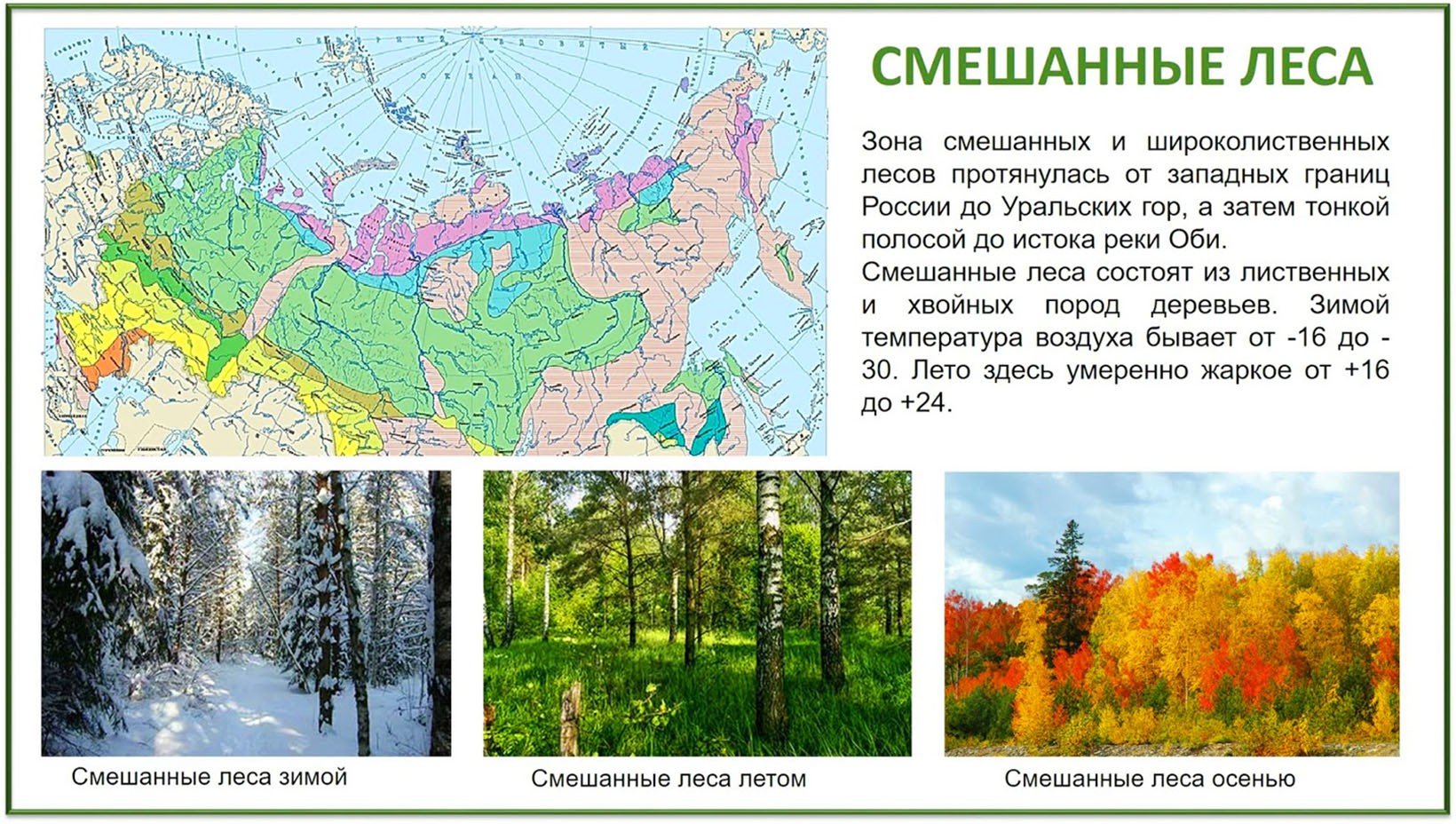 Лесная зона занимает большую часть климатического. Тайга смешанные и широколиственные леса на карте России. Зона смешанных и широколиственных лесов России. Зона широколиственных лесов на карте России. Лесная зона Тайга расположение зоны.