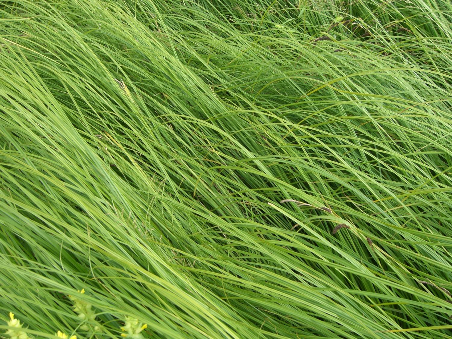 Трава второго укоса. Мятлик болотный. Колыс трава. Трава джусари. Трава дюсяй.