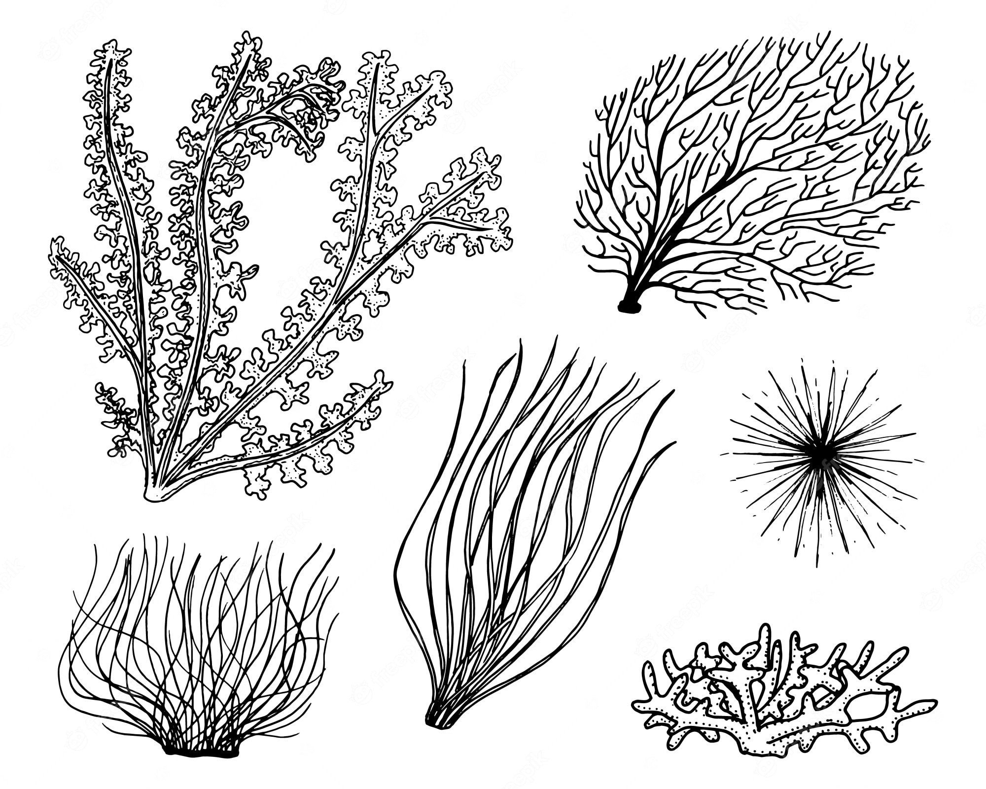 Обозначение водорослей. Харовые водоросли Хара. Харовые водоросли строение. Водоросли раскраска. Морские растения.