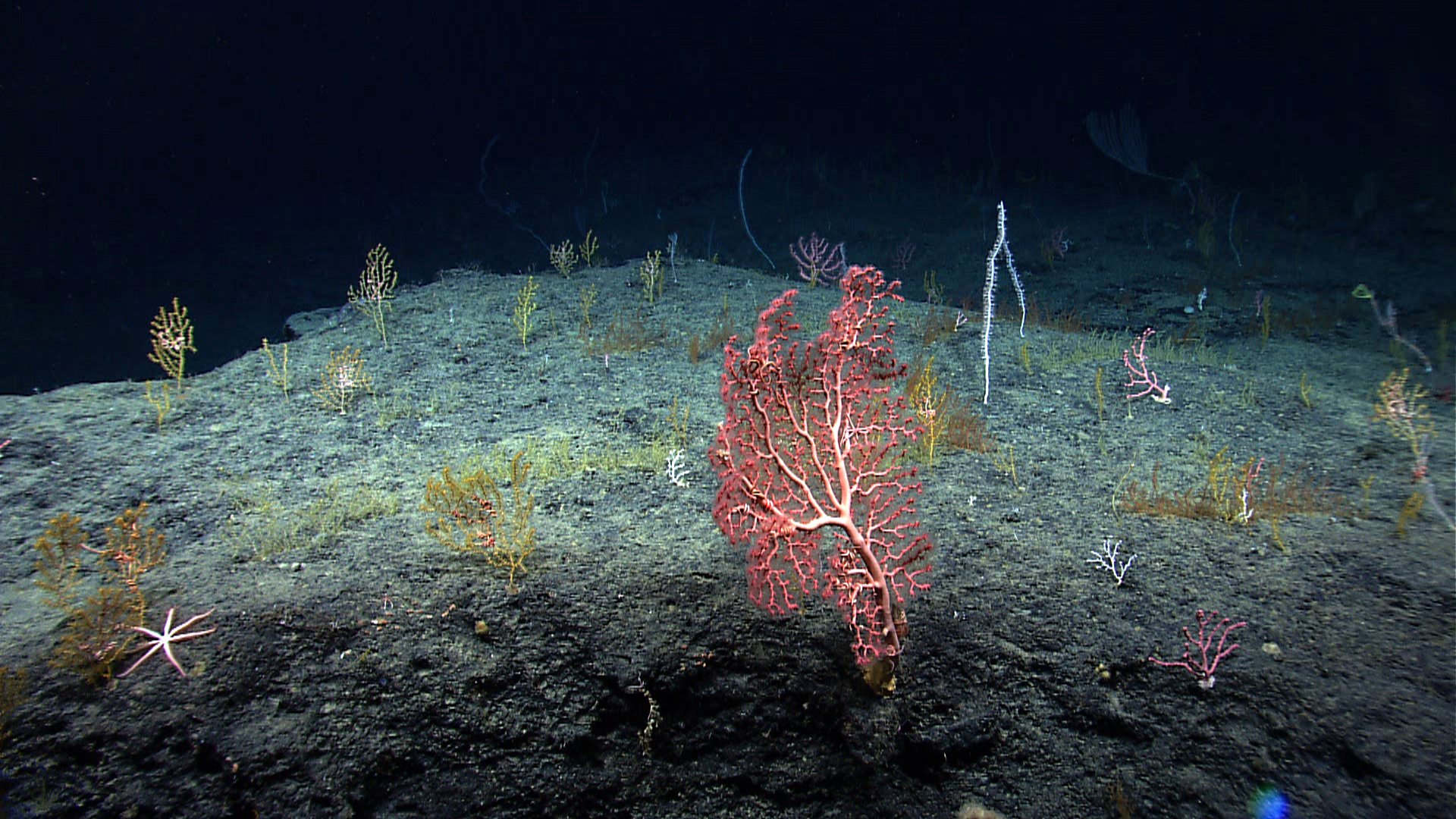 Самыми глубоководными водорослями являются. Глубоководные коралловые рифы. Глубоководные рифтовые зоны экосистема. Глубины океана с водорослями. Морские водоросли на глубине.