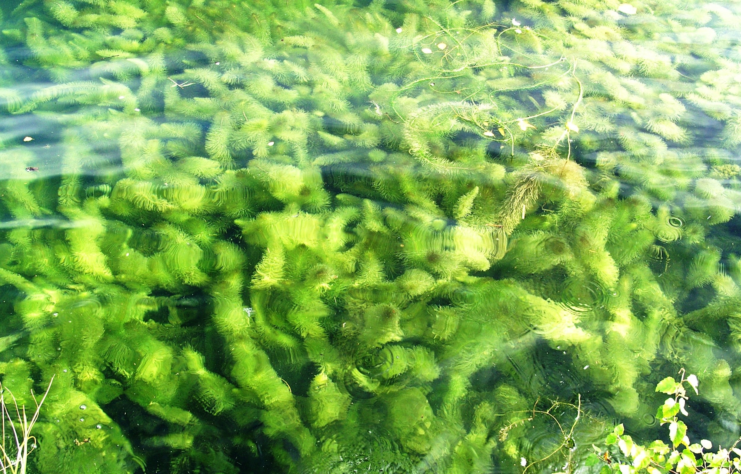 Зеленые водоросли форма. Водоросли макрофиты. Рафидофициевые водоросли. Ульва водоросль. Водоросли нитчатка.