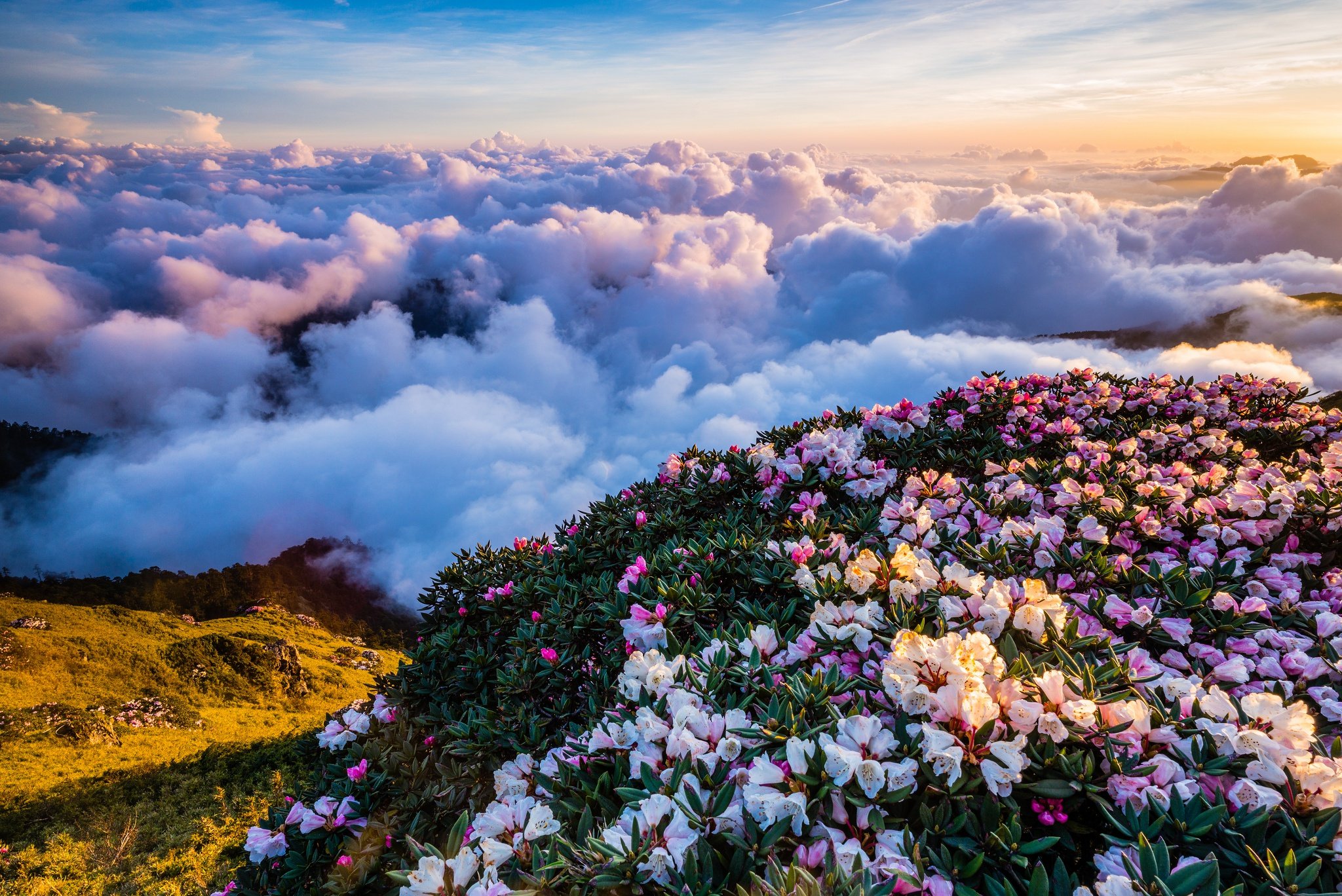 Божественно красивая картинка. Чеджудо рододендрон. Цветы в горах. Пейзаж цветы.
