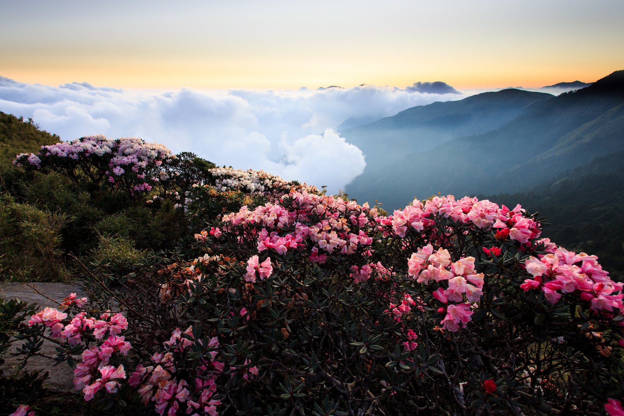 Гора розовое облако. Рододендрон Саган дайля. Саган дайля цветы. Саган дайля в горах. Саган дайля куст.