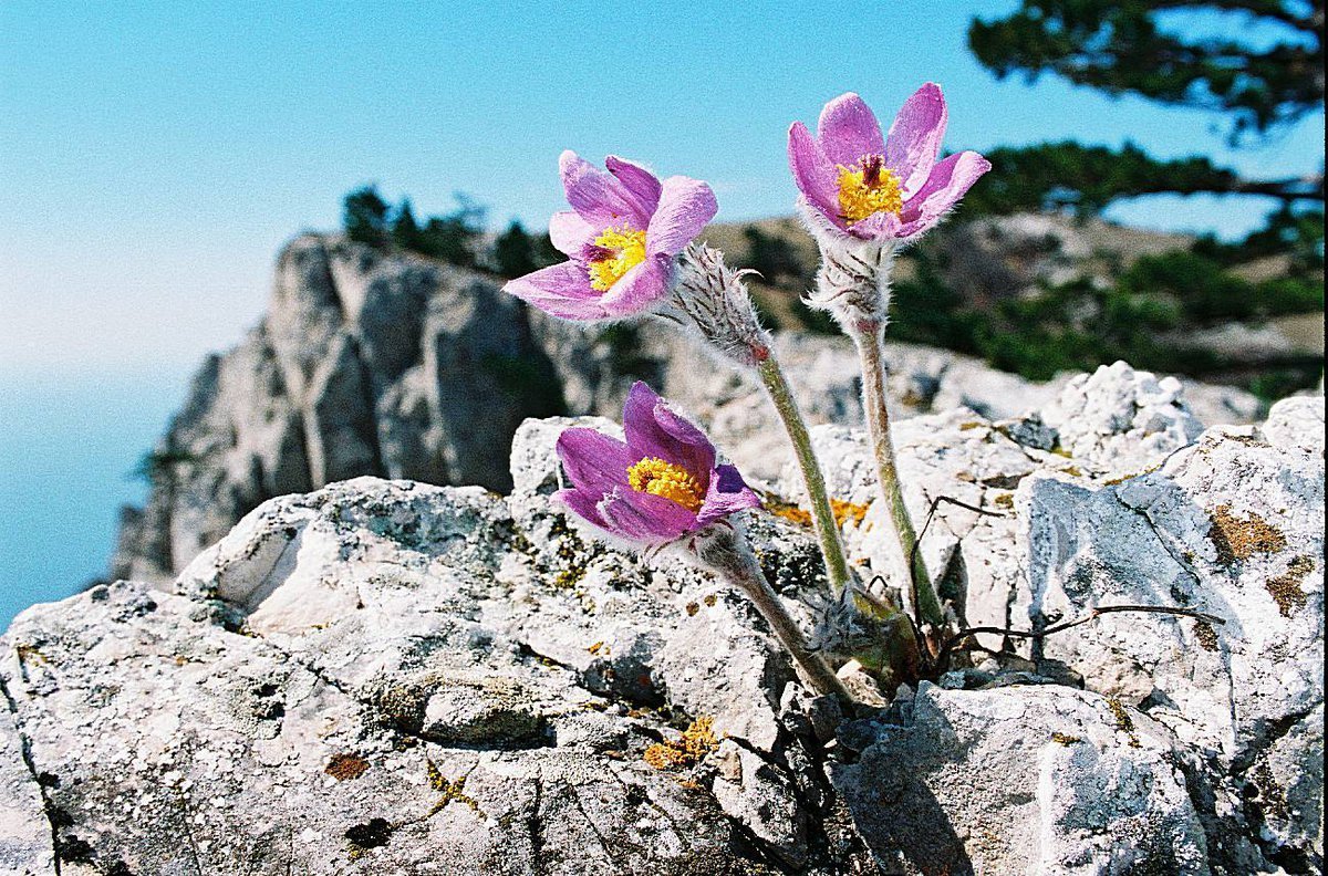 Растения крыма фото. Крымский Эдельвейс цветок. Серебристый Крымский Эдельвейс. Эдельвейс кавказский цветок. Первоцвет Эдельвейс.