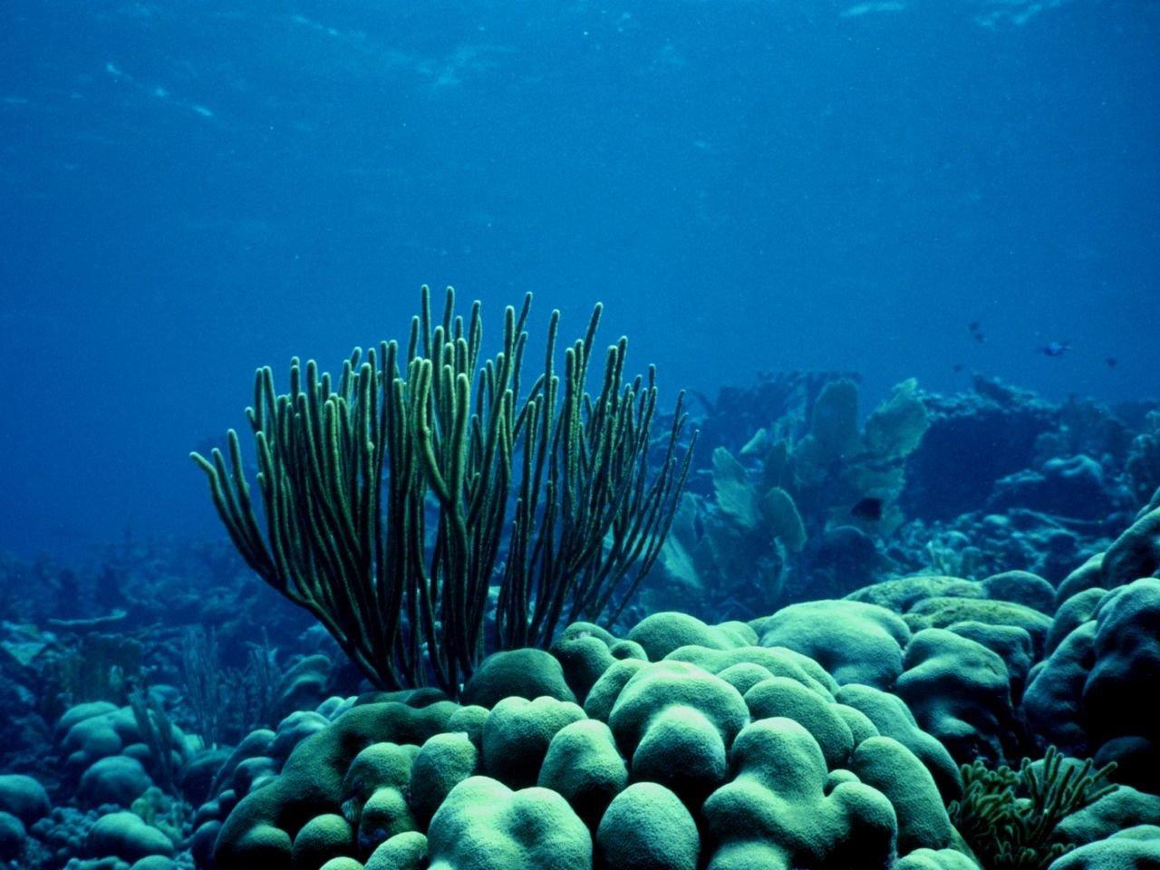 Какие водоросли глубоководные. Посидония океаническая. Дно океана. Подводный мир. Морские глубины.