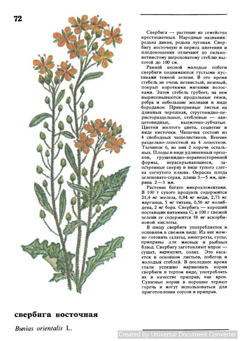 Пищевые дикорастущие растения Чечено-Ингушетии