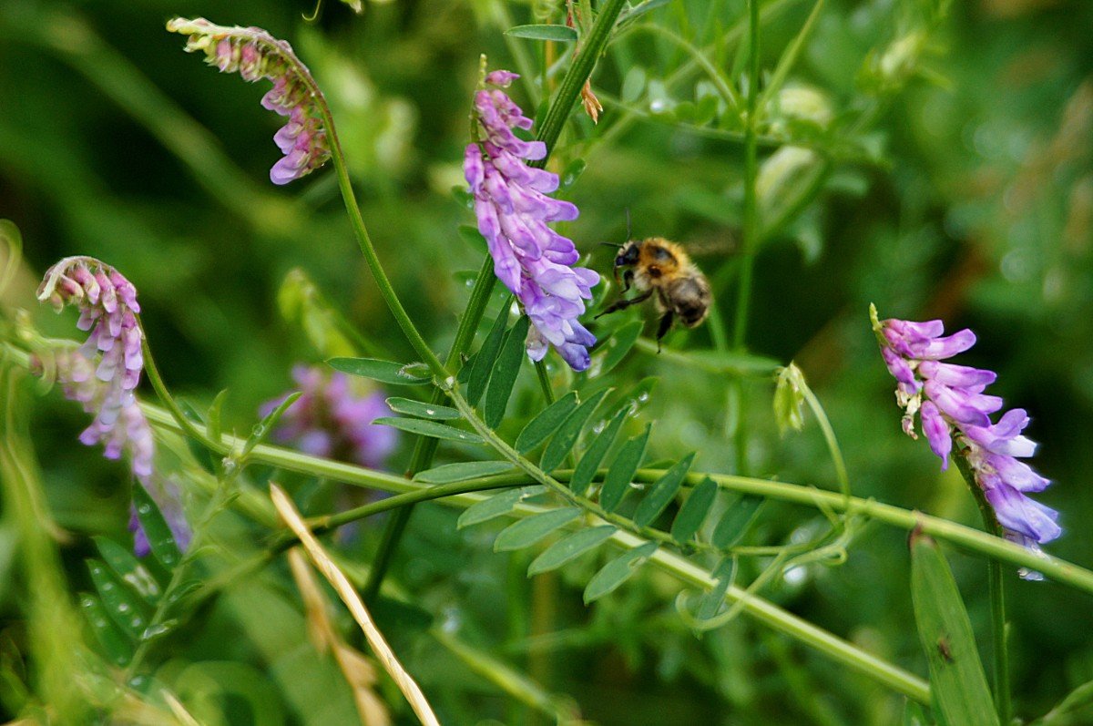 Бобовые бещасти. Вика мышиный горошек. Горошек мышиный (Vicia cracca). Горошек мышиный (Vicia cracca l.). Вязель мышиный горошек.