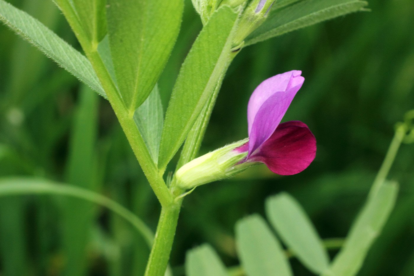 Вика растение бобовых. Вика Яровая растение. Вика бобовые. Вика посевная --- Vicia Sativa.