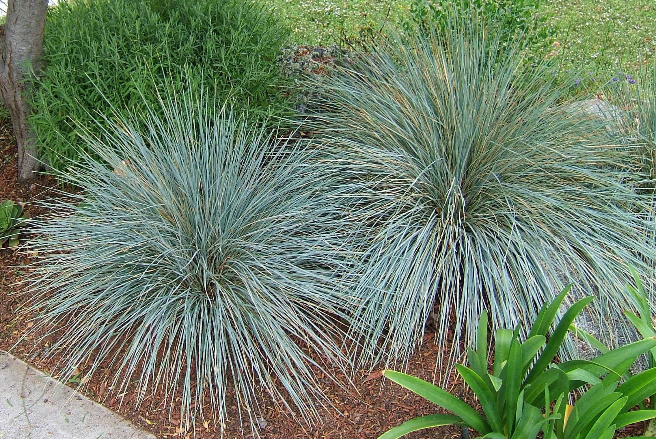 Декоративная трава. Овсец вечнозеленый. Овсец вечнозелёный ( Helictotrichon sempervirens). Геликтотрихон (Овсец вечнозеленый). Овсец вечнозеленый Пендула.