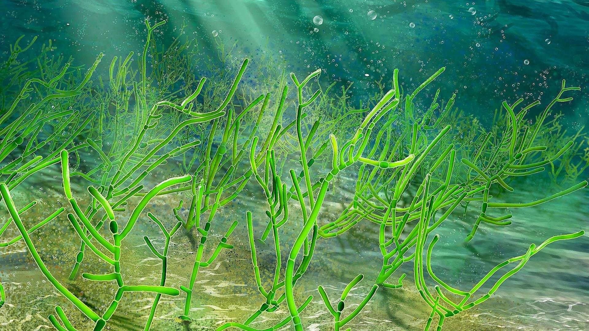 Отсутствие водорослей. Водоросли нитчатка. Бульбохета водоросль. Зеленые водоросли – chlorop. Цианея водоросль.