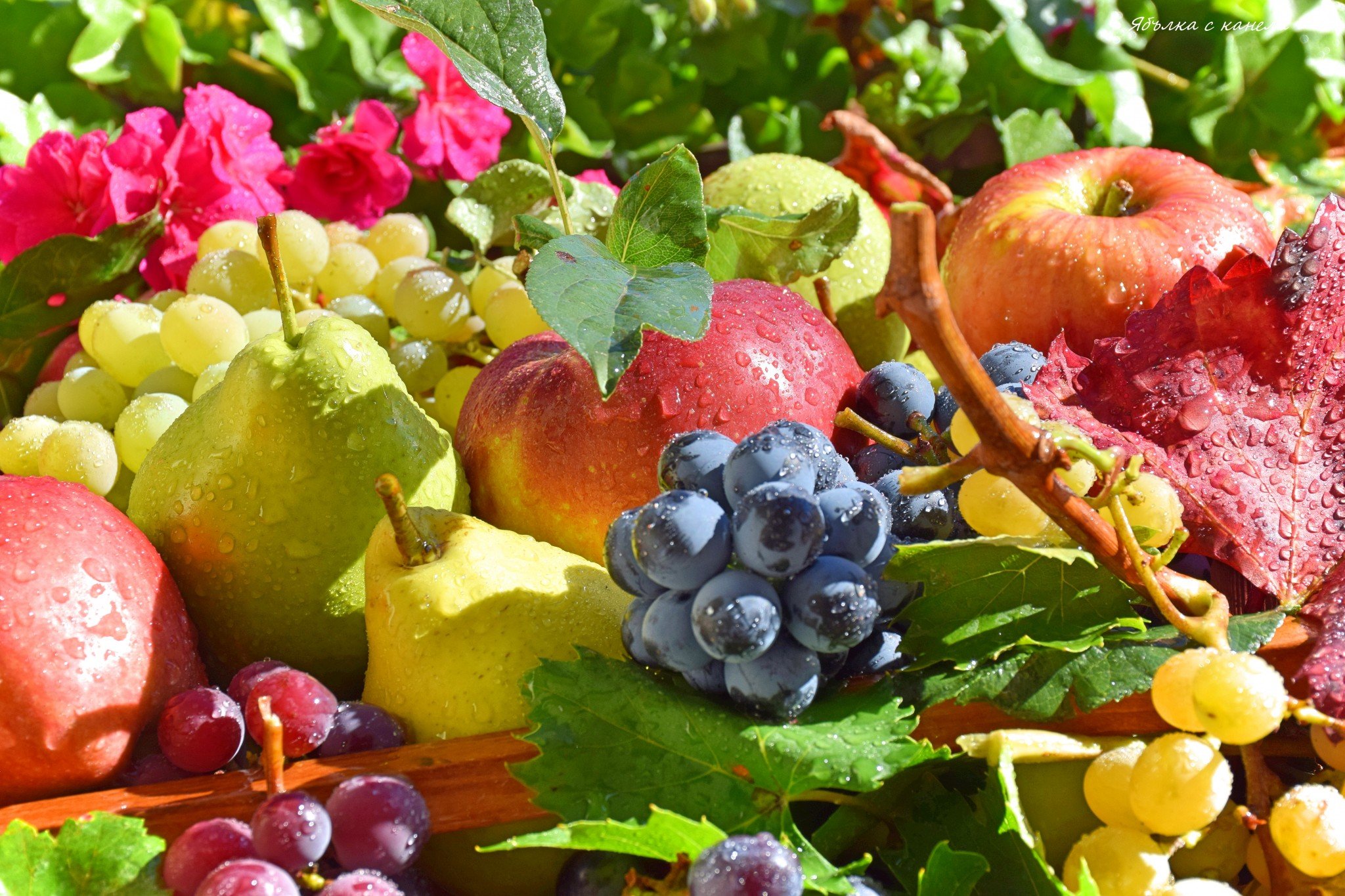 Плодовый мир. Плодово ягодные растения. Плодовые растения картинки. Старый фон с плодово ягодными фруктами.