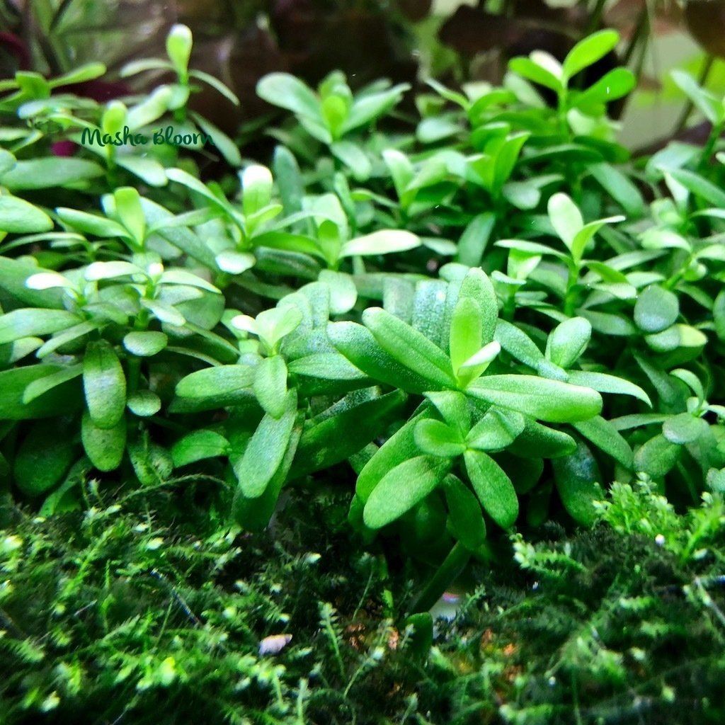 Хедиотис зальцмана аквариумное растение фото