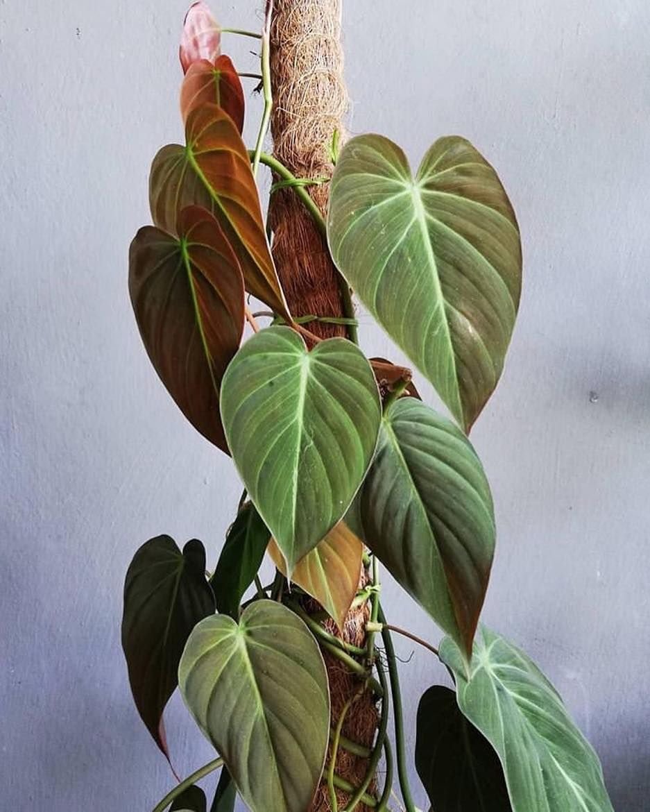 Philodendron Micans