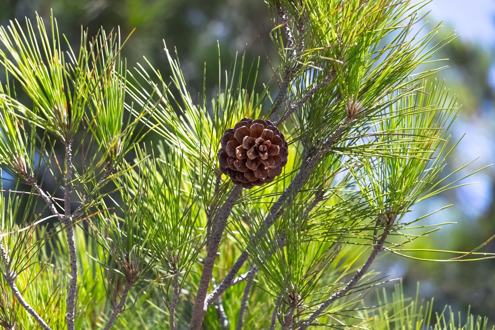 Круглые хвойные. Шишка сосны Pinus lambertiana. Сосна Кедровая "Пинус Сибирика" шишки. Pinus Sylvestris шишка. Хвойник с длинными шишками.