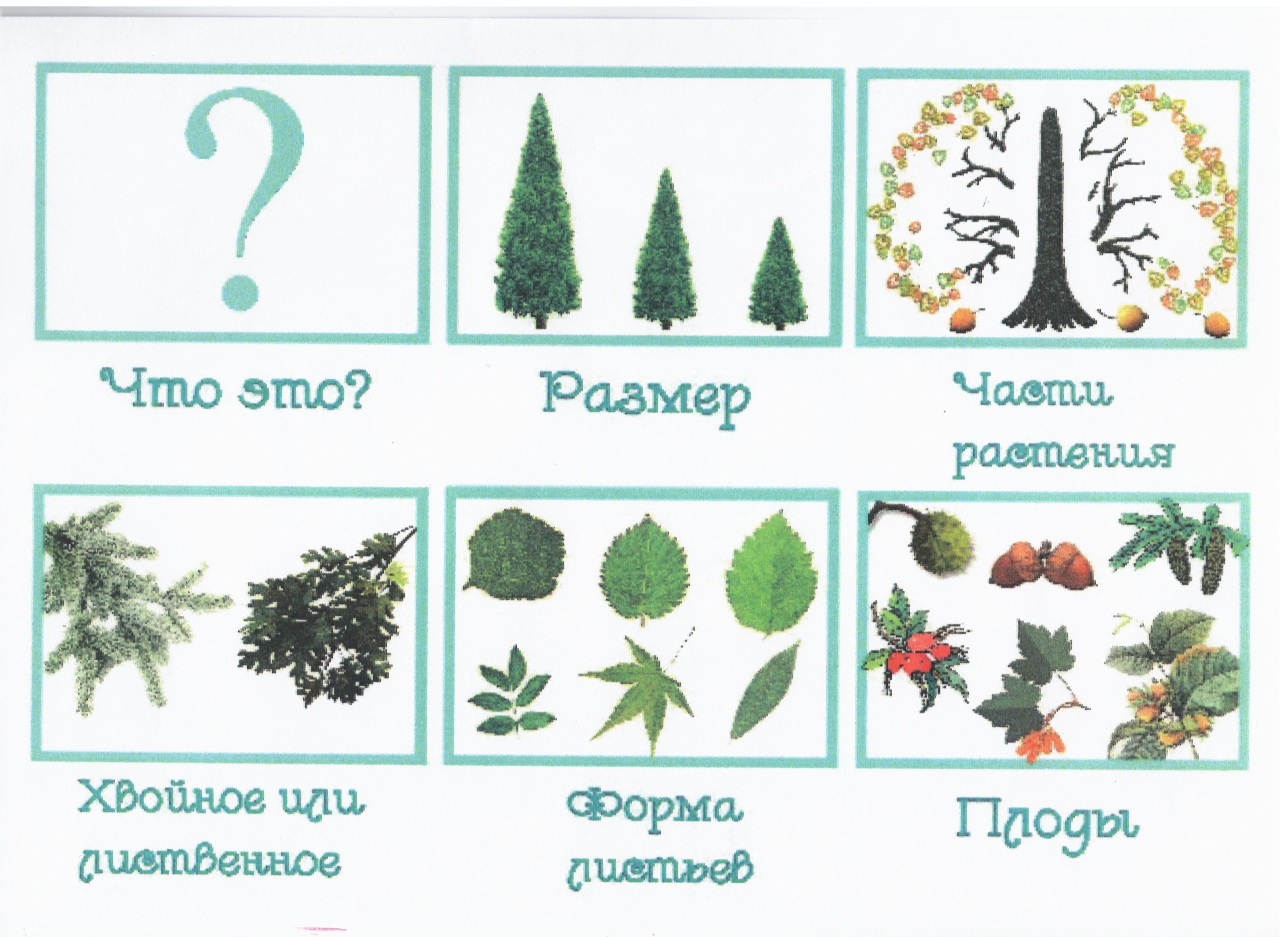 Развитие речи средняя группа растения