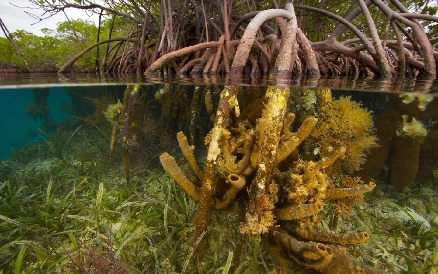 Самые большие водоросли. Мангры в Австралии. Мангры корни. Мангровые заросли индийского океана.