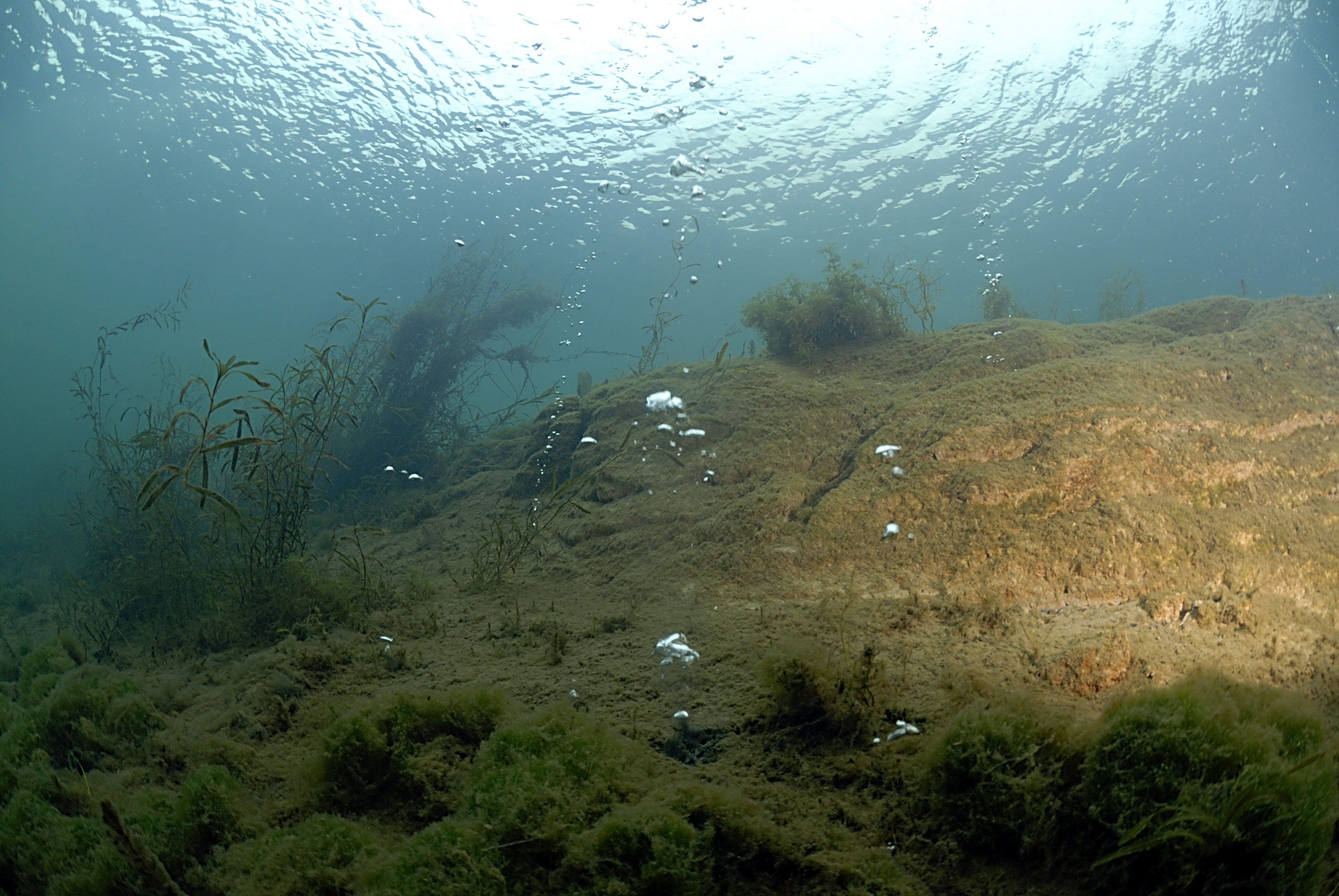 Водоросли в реке под водой