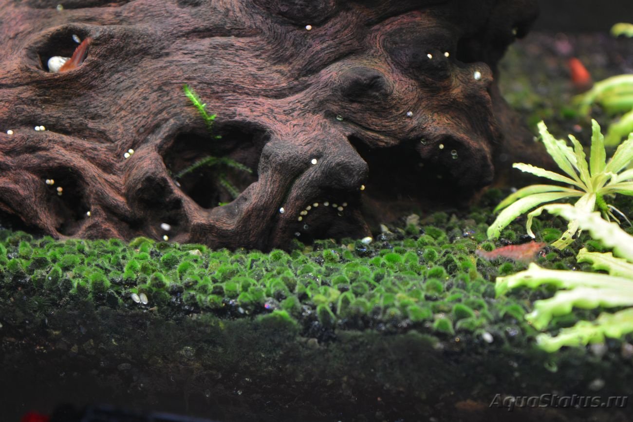 Темные водоросли. Водоросли черная борода. Черные водоросли в аквариуме. Водоросли борода в аквариуме. Черные водоросли на коряге.