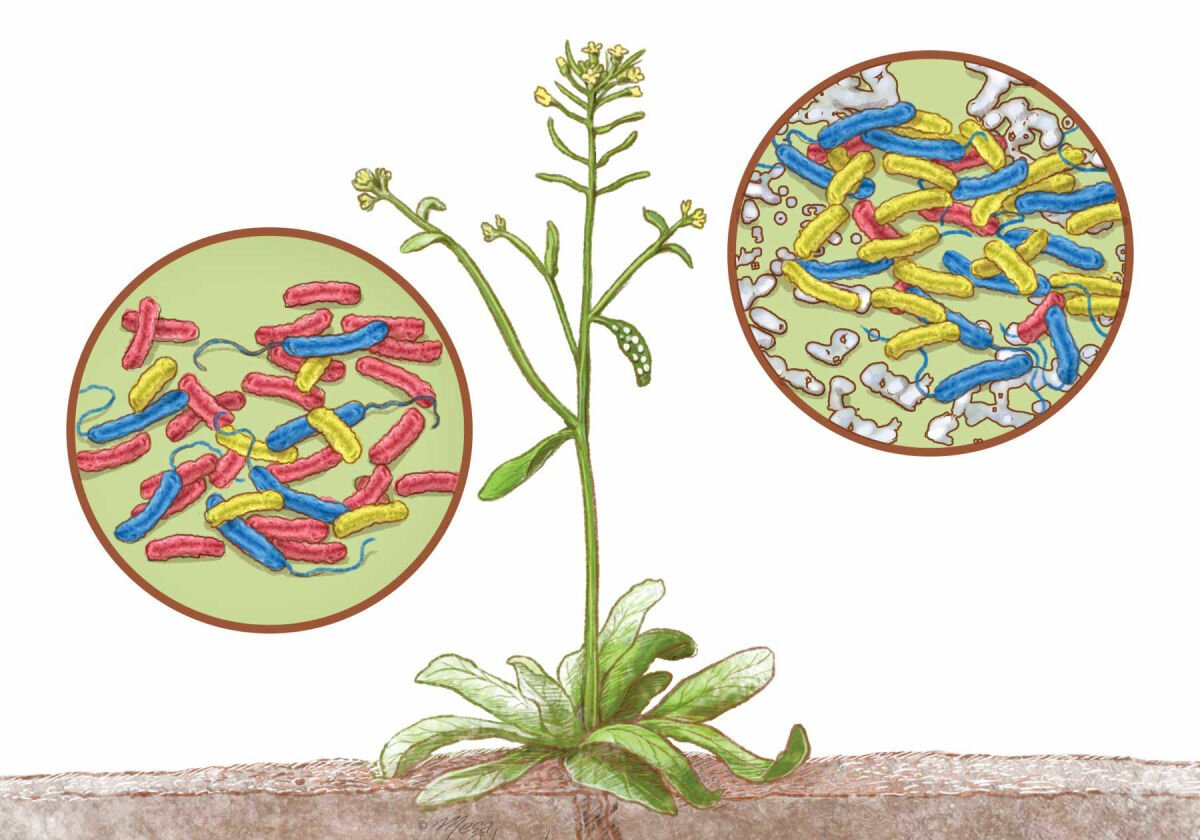 Растения и бактерии