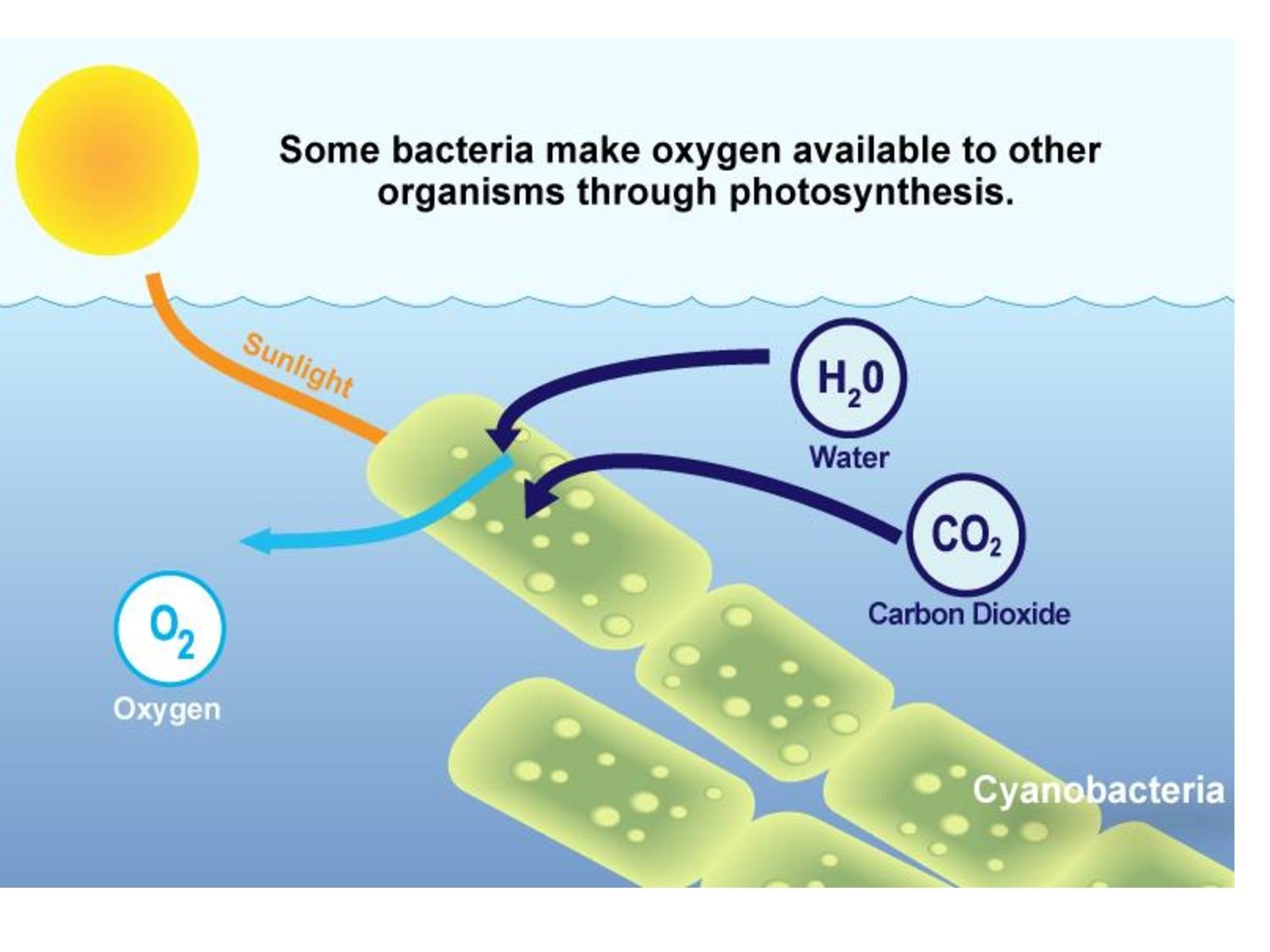 Какие организмы выделяют кислород. Фотосинтез цианобактерий схема. Процесс фотосинтеза у цианобактерий. Цианобактерии в процессе фотосинтеза. Схемы и фотосинтезирующие бактерии это.