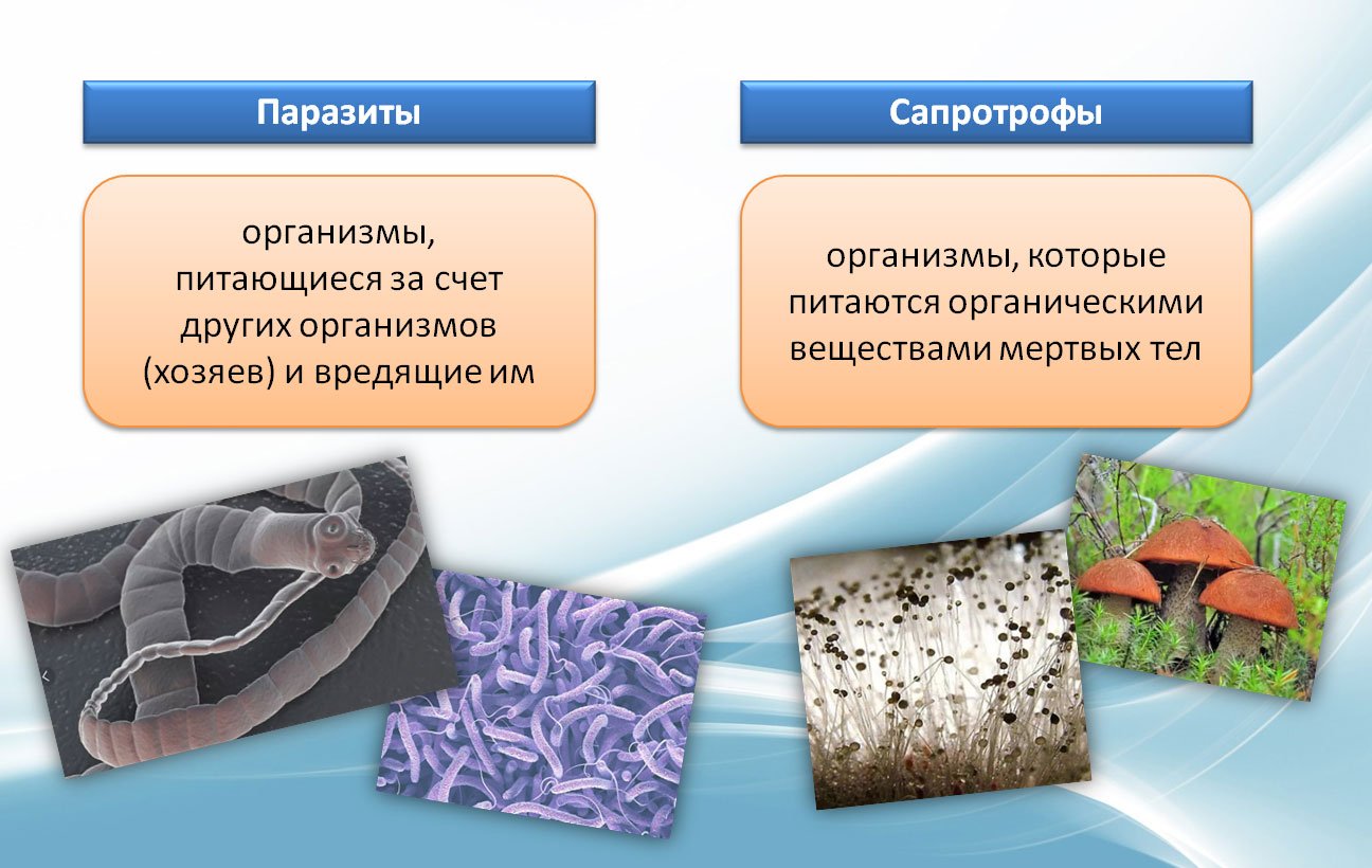 Грибы сапротрофы это. Сапротрофы 2. паразиты. Бактерии сапротрофы и паразиты. Сапротрофы паразиты симбионты. Сапротрофные бактерии и грибы.