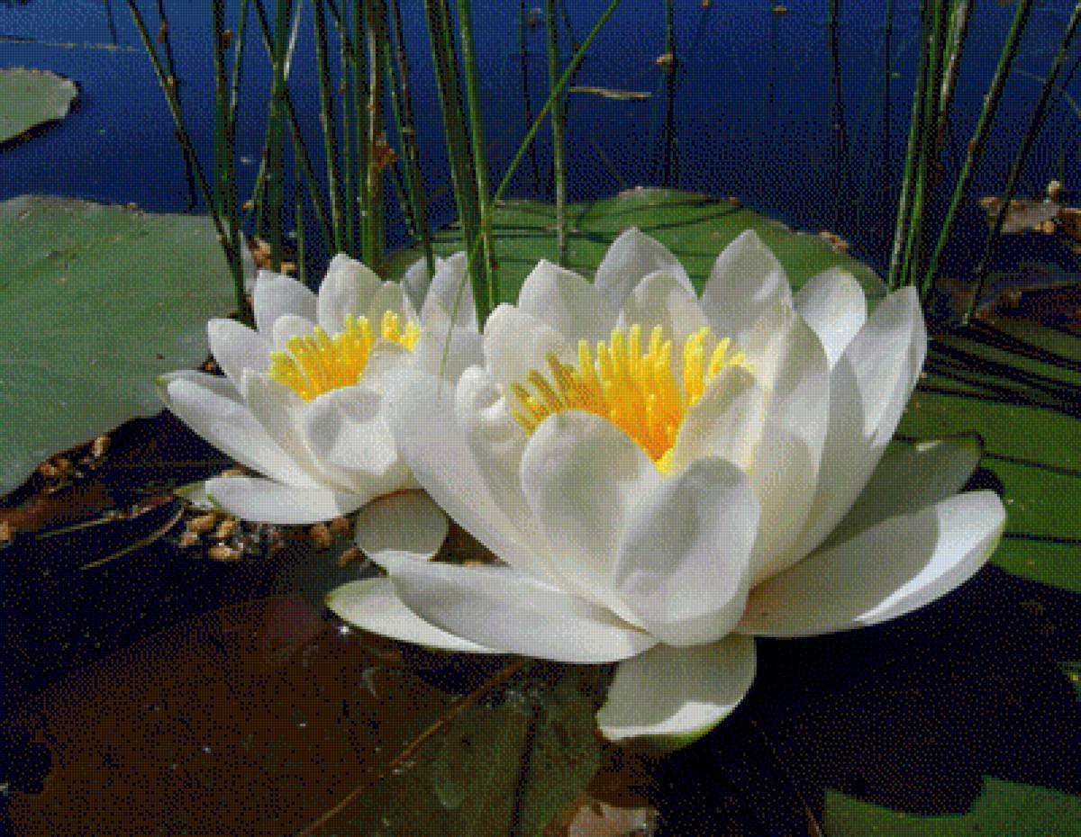 Лилия озерного света. Кувшинка белая водяная Лилия. Кувшинка белая (Nymphaea Alba). Нимфея Альбида. Кувшинка белая водяная Лилия Marliacea albida.