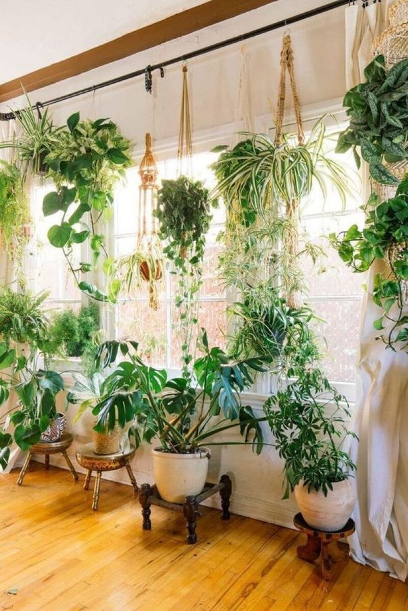 Виды вьющихся комнатных растений