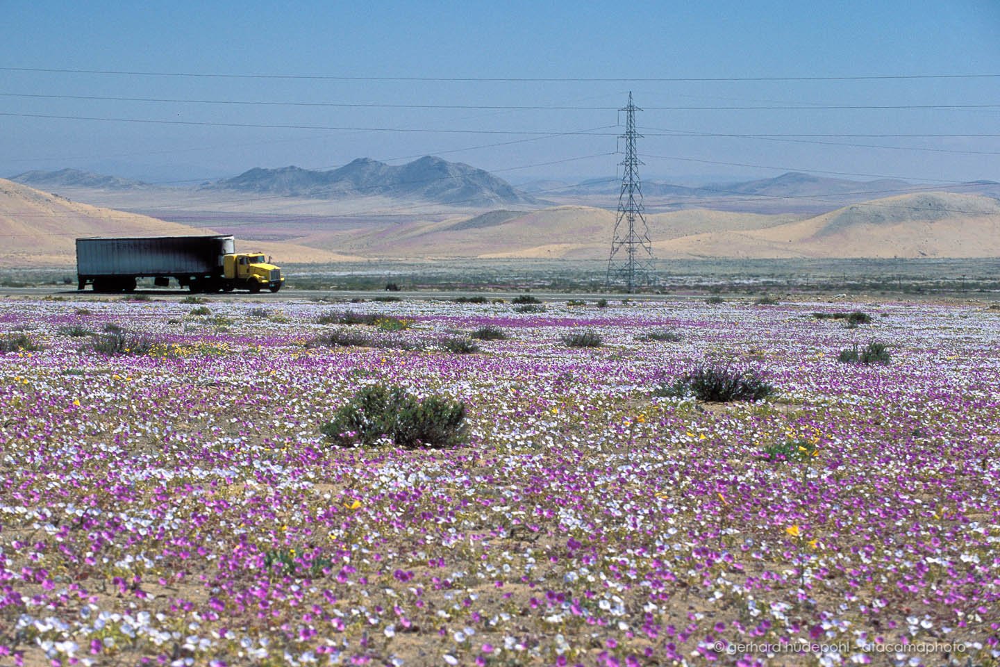 Desert bloom. Цветущая пустыня Атакама. Цветы в пустыне Атакама. Пустыня Атакама зацвела.