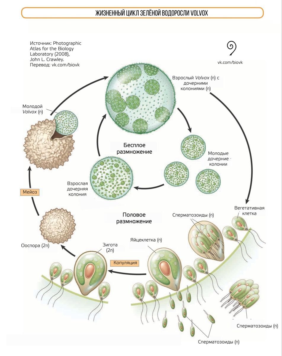 Развитие одноклеточных водорослей. Бесполое размножение вольвокса. Цикл развития вольвокса. Жизненный цикл вольвокса. Жизненный цикл вольвокса схема.
