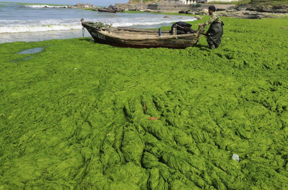 Аэрофитон водоросли