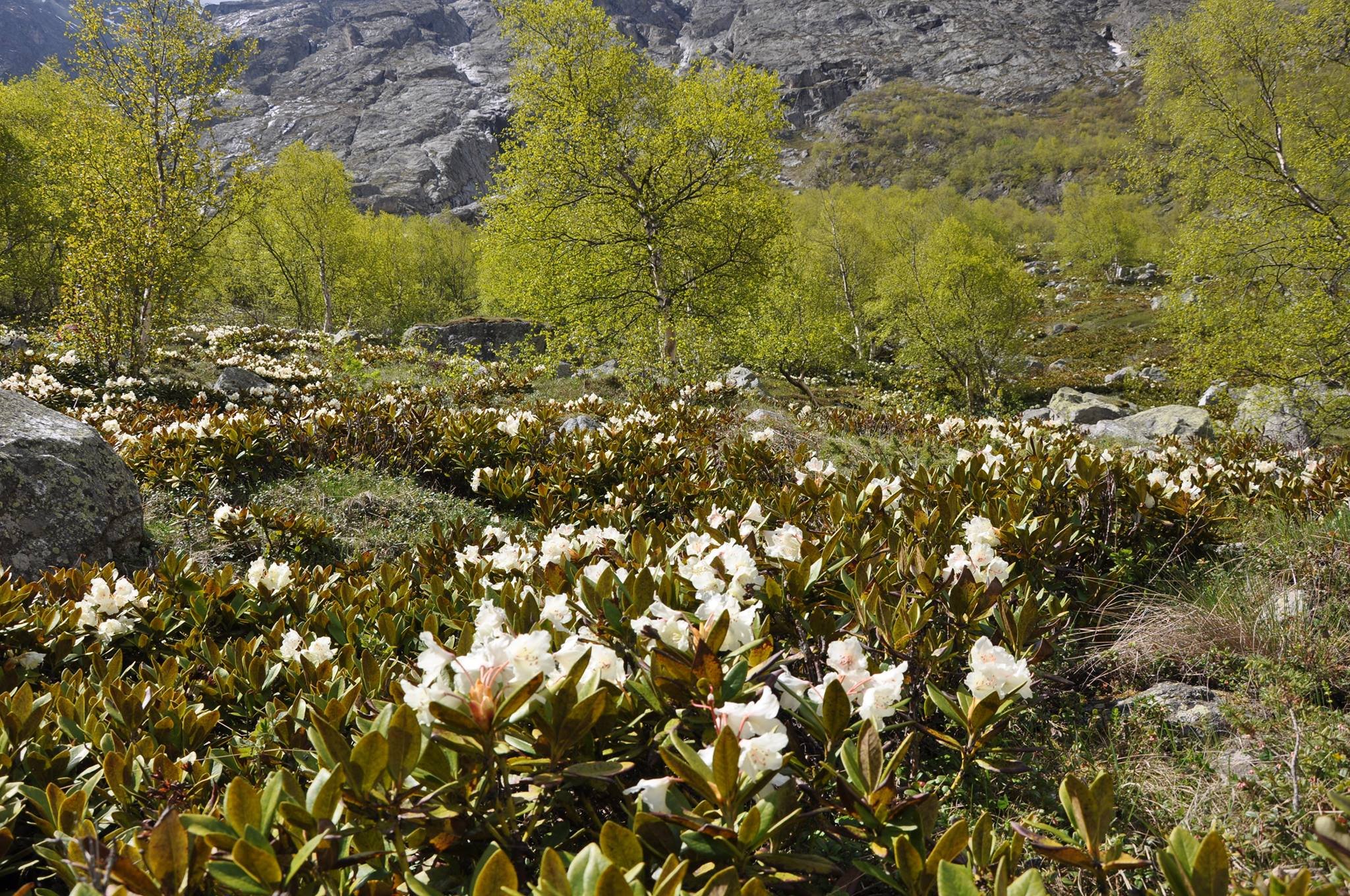 Особенности природы высокогорий. Рододендрон кавказский заповедник. Кабардино-Балкарский высокогорный заповедник. Рододендрон гора Фишт.