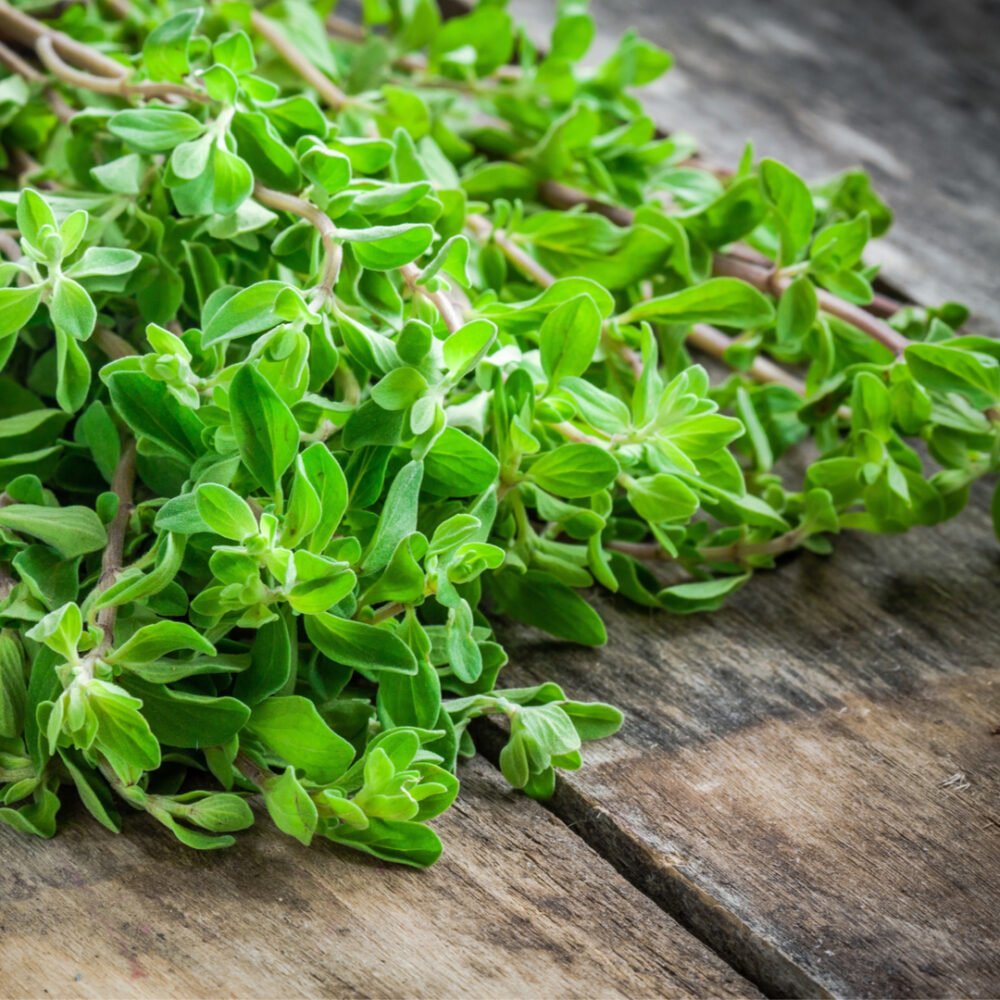 Орегано (душица). Origanum Majorana (майоран). Душица круглолистная.