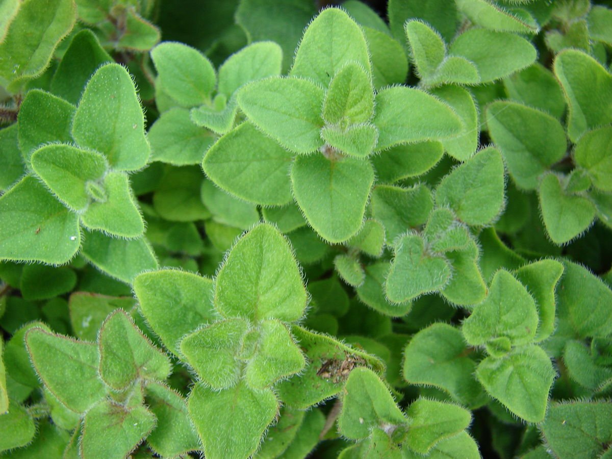 Origanum Majorana (майоран). Майоран Венеция. Майоран Байкал. Душица Садовая майоран.