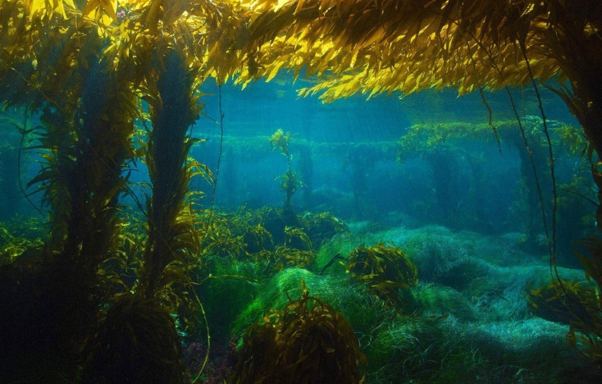 Водоросли в реке под водой