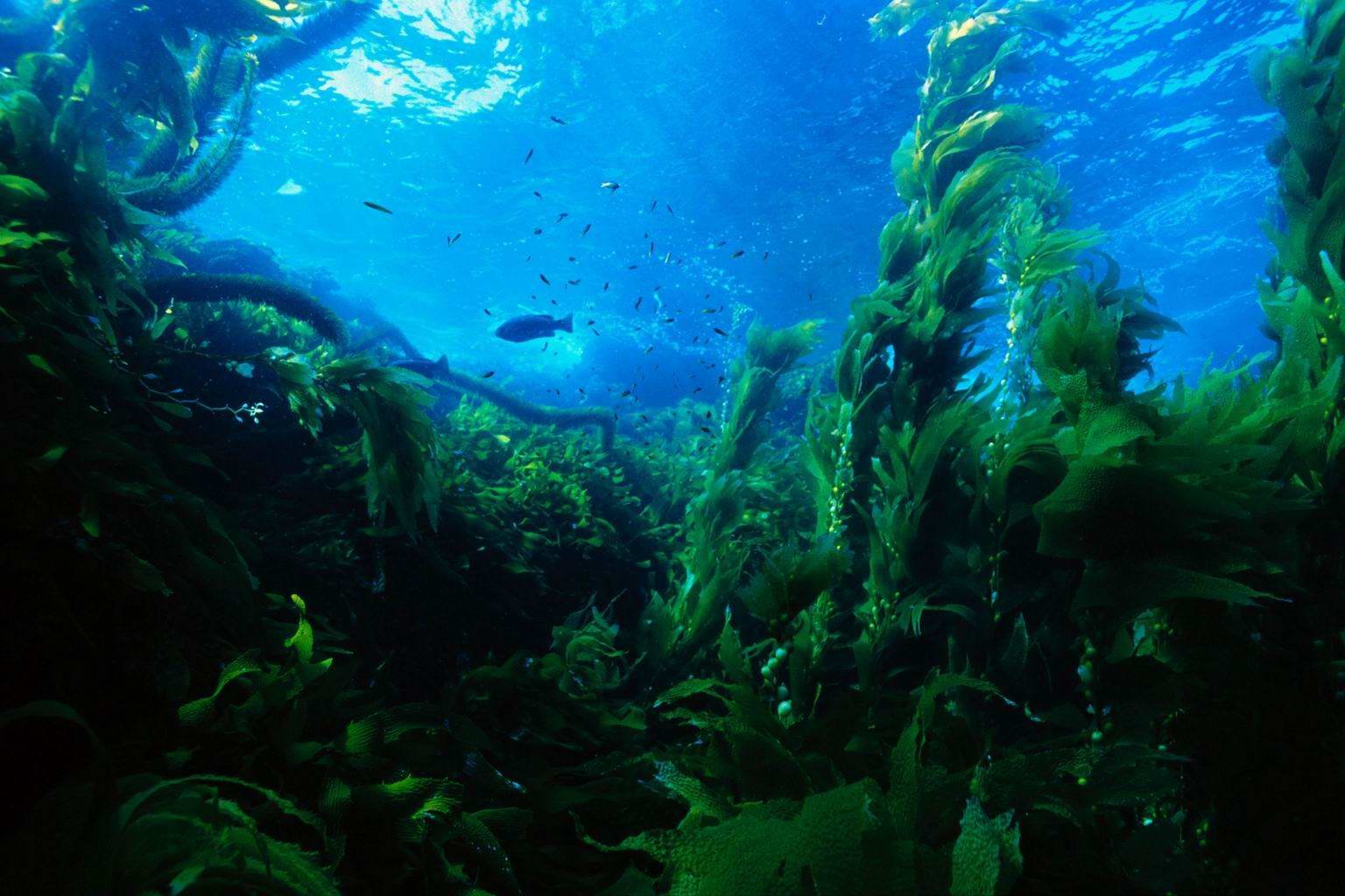 Водоросли без воды. Подводный мир. Подводный пейзаж. Подводный мир водоросли. Морское дно с водорослями.
