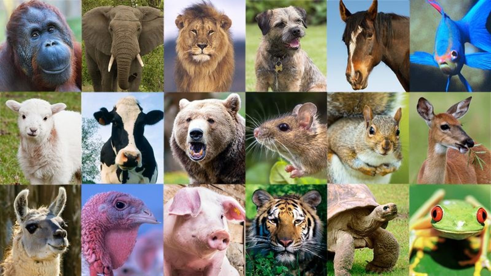 Полное многообразие. Животные коллаж. Много зверей. Животные на одной картинке. Много животных на одной картинке.