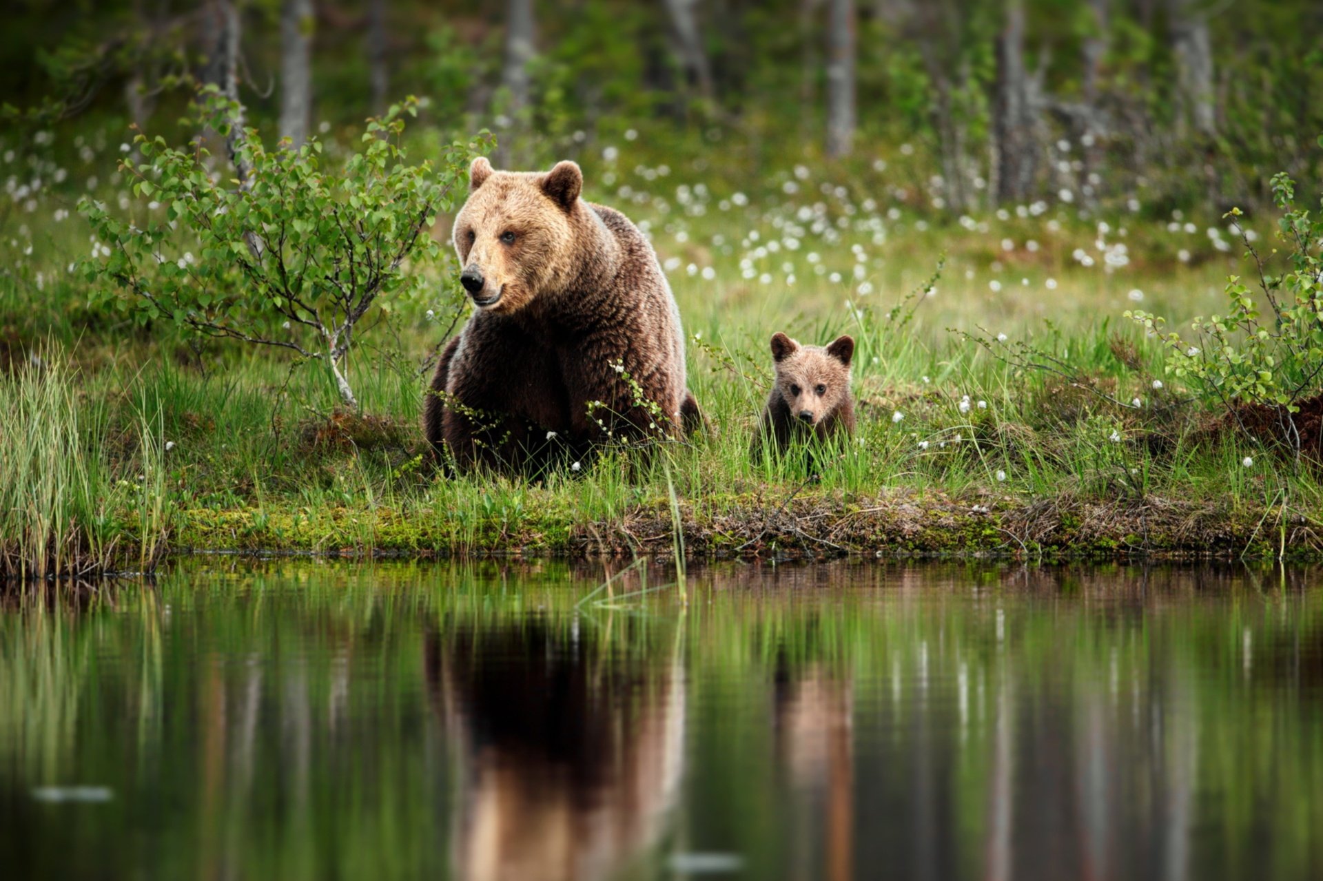 Дика природа ютуб. Кузнецкий Алатау бурый медведь. Природа и животные. Медведь в лесу. Красивая природа с животными.
