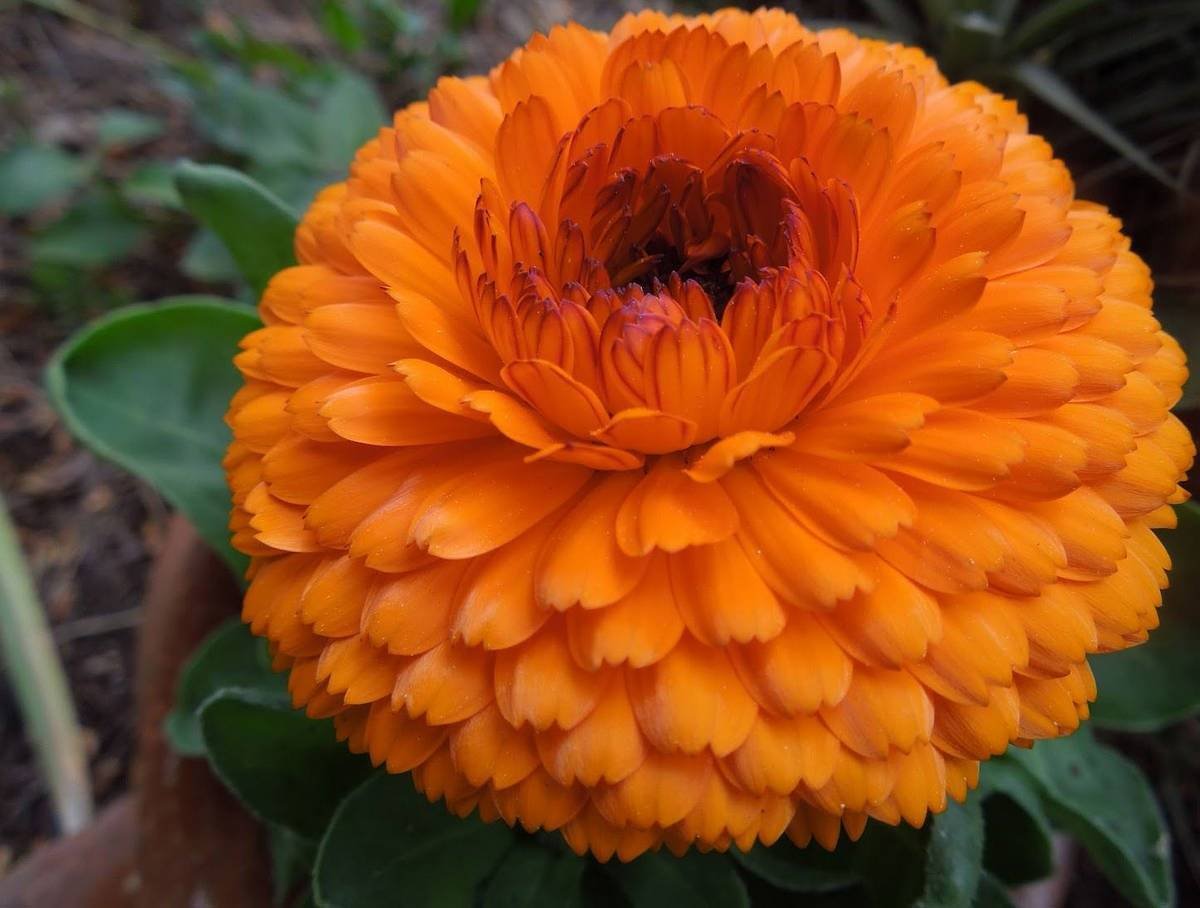 Calendula officinalis l календула лекарственная